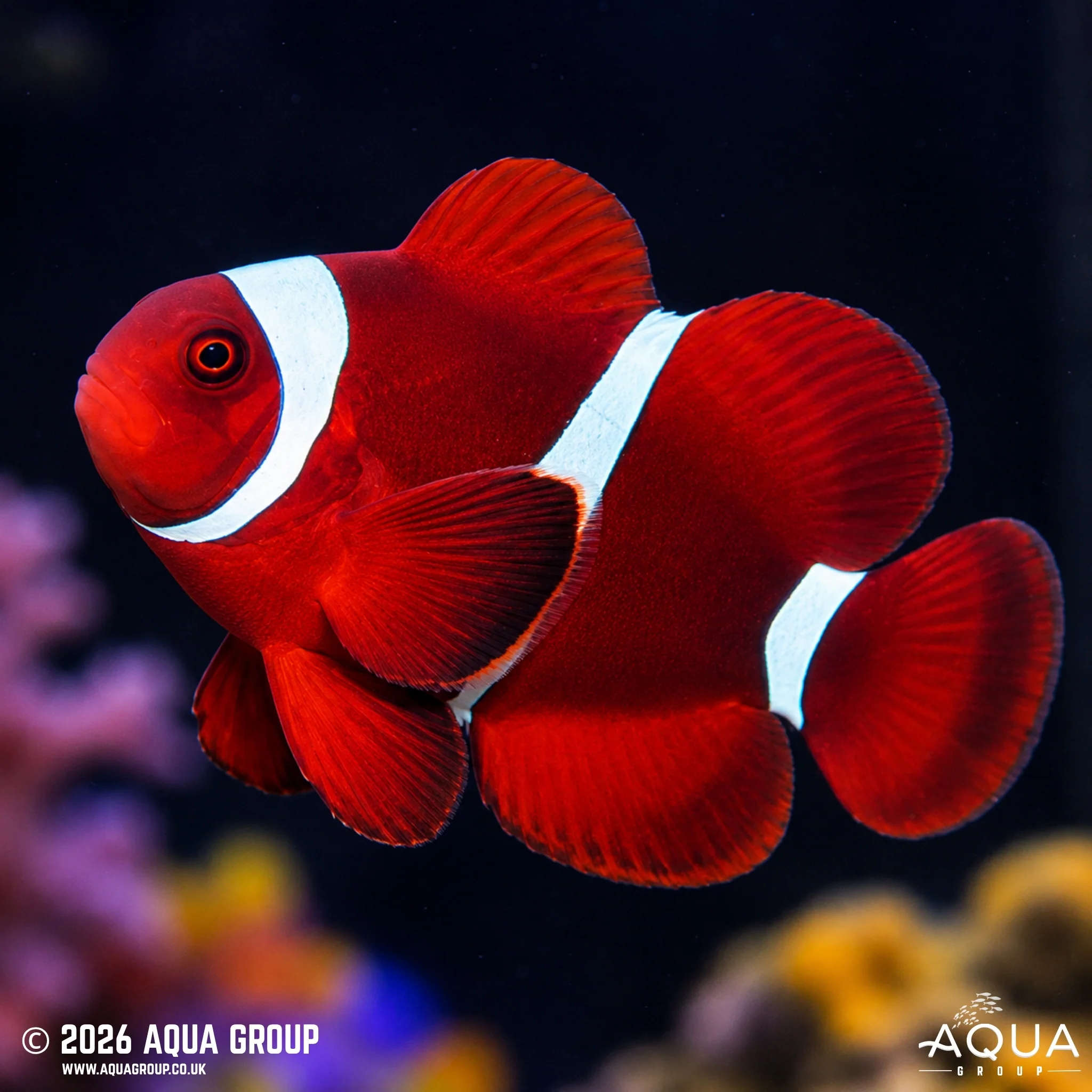 Lightning Maroon Clown-Pair