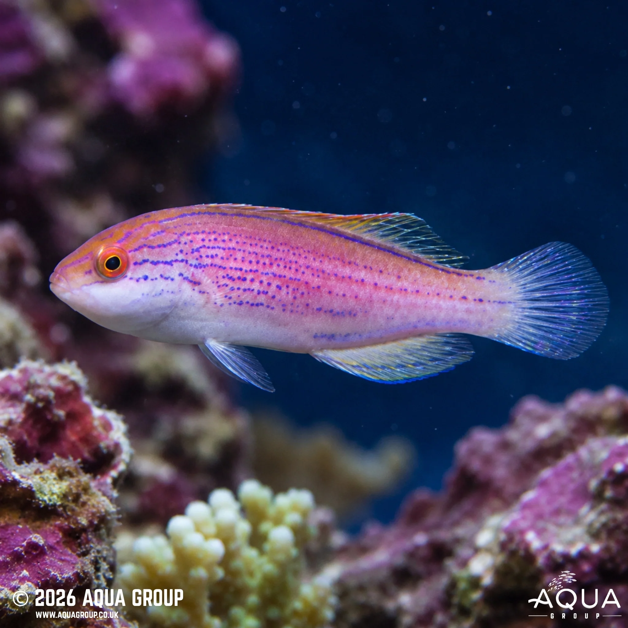 Lineatus Wrasse