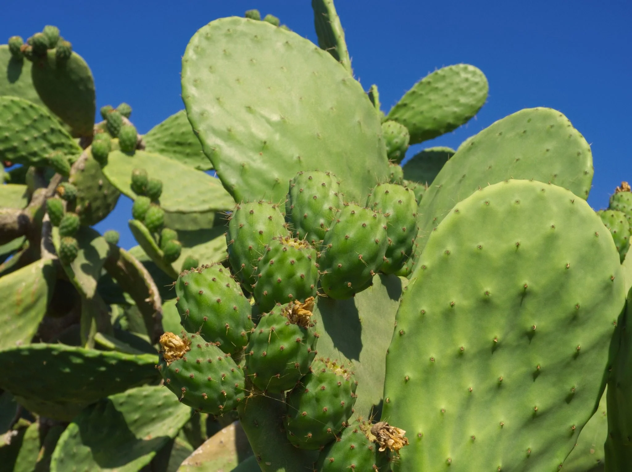 Live Food. Prickly Pear Pads CASE 8Kg