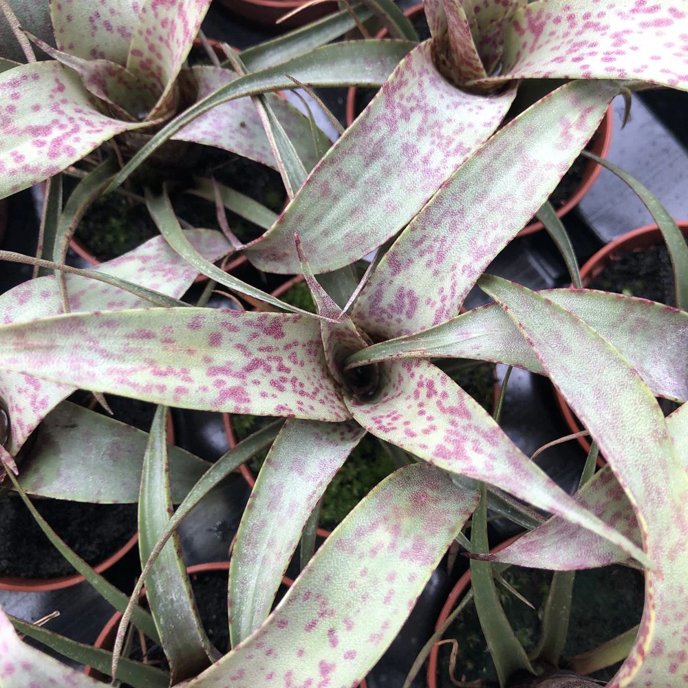 ProRep Live plant. Vriesea saundersii (Small)