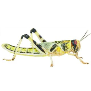Locust Super Pack