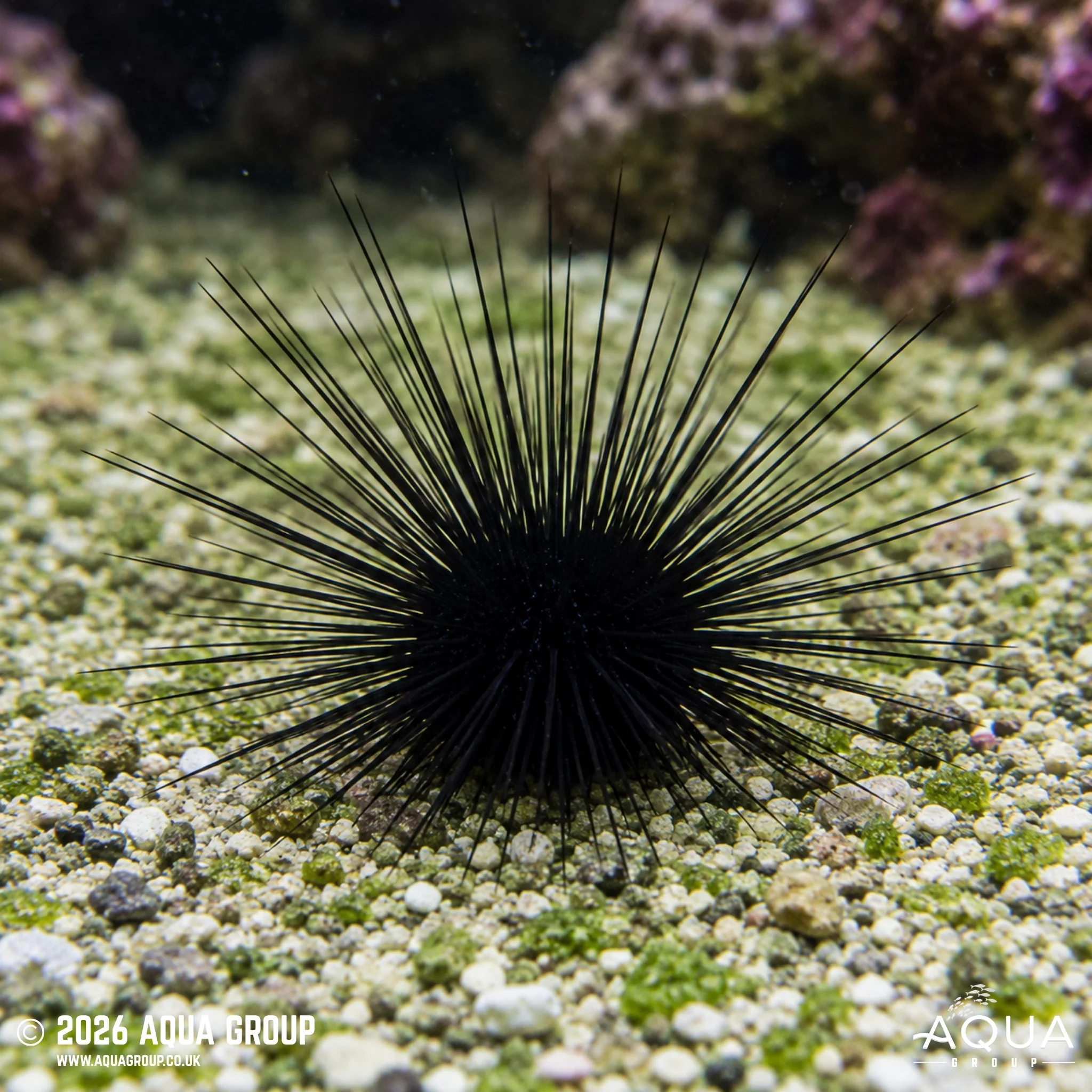Long Spine Urchin