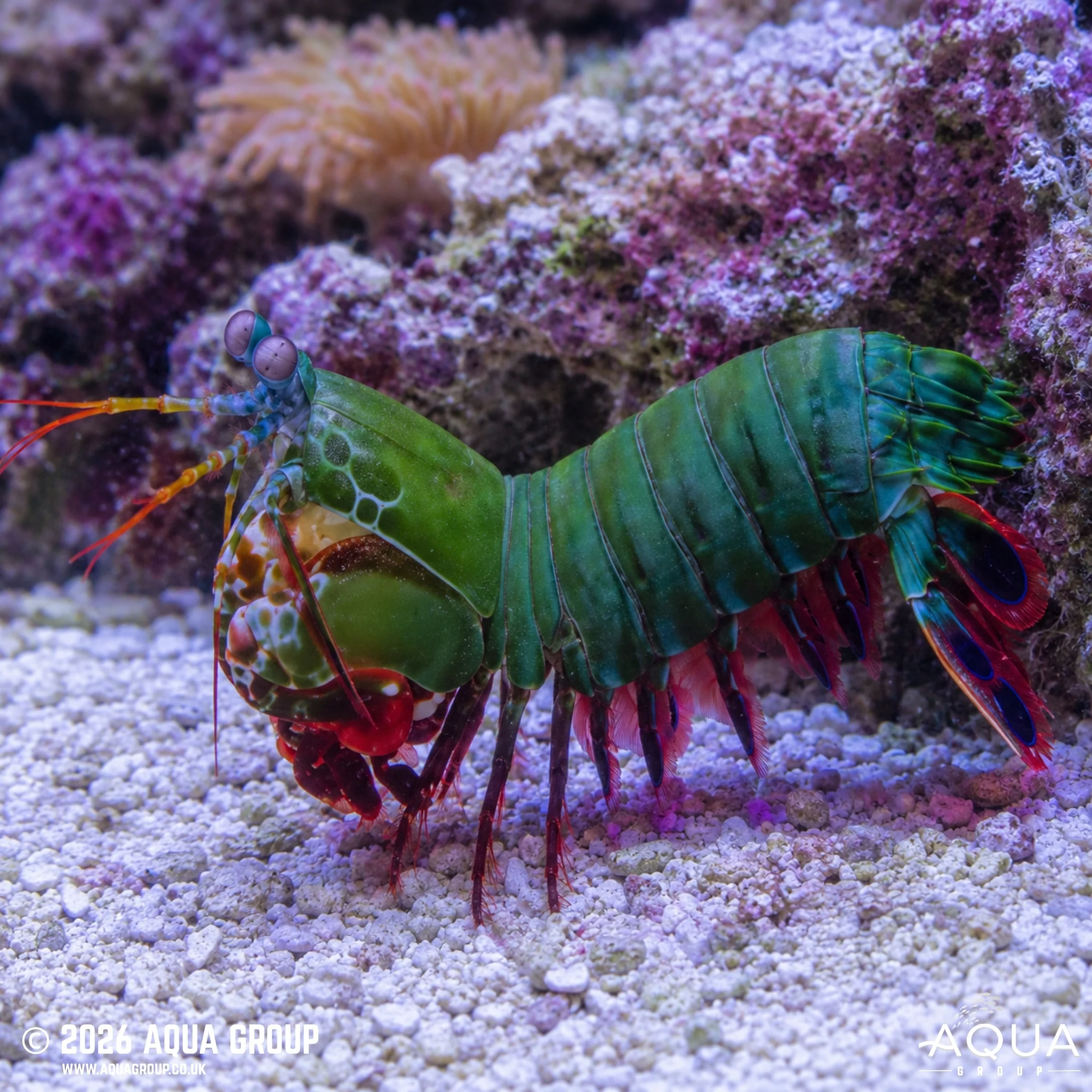 Peacock Mantis Shrimp