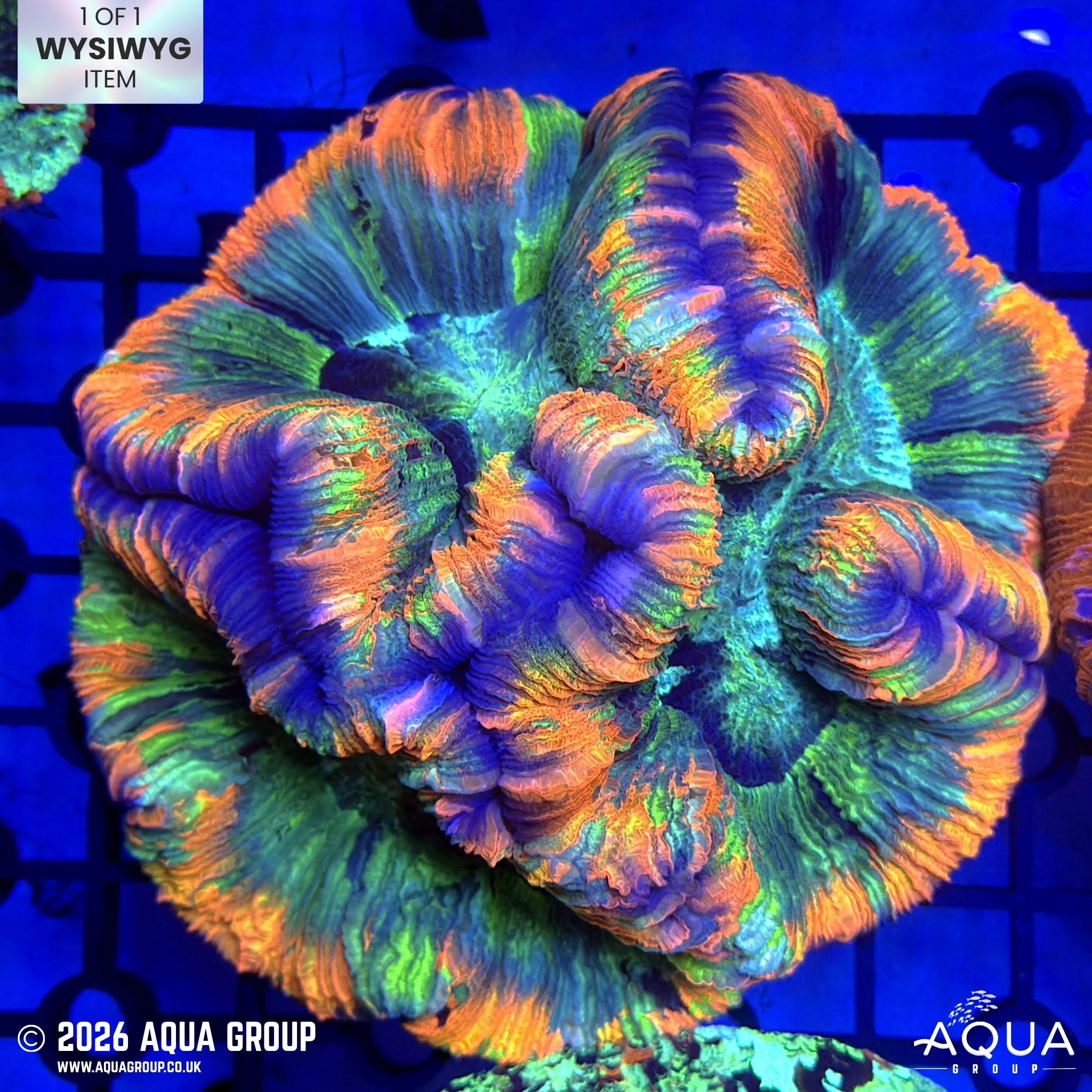 Master Trachyphyllia #11 - WYSIWYG