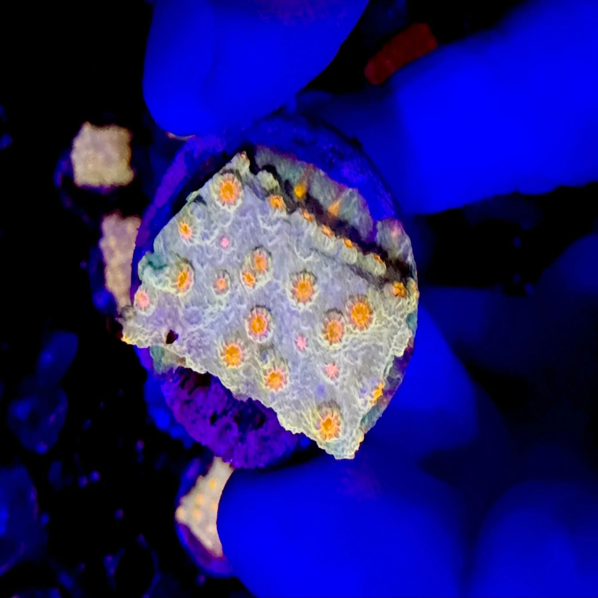 Meteor Shower Cyphastrea Frag
