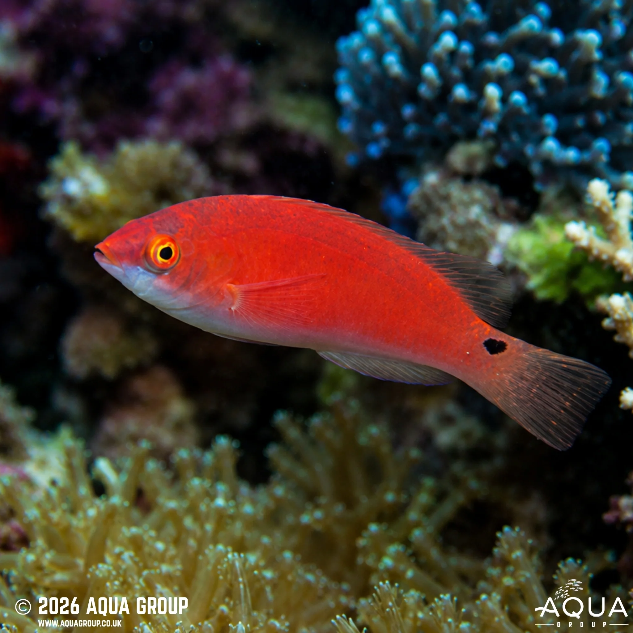 Yellow Fin Fairy Wrasse - Cirrhilabrus flavidorsalis - Image 2