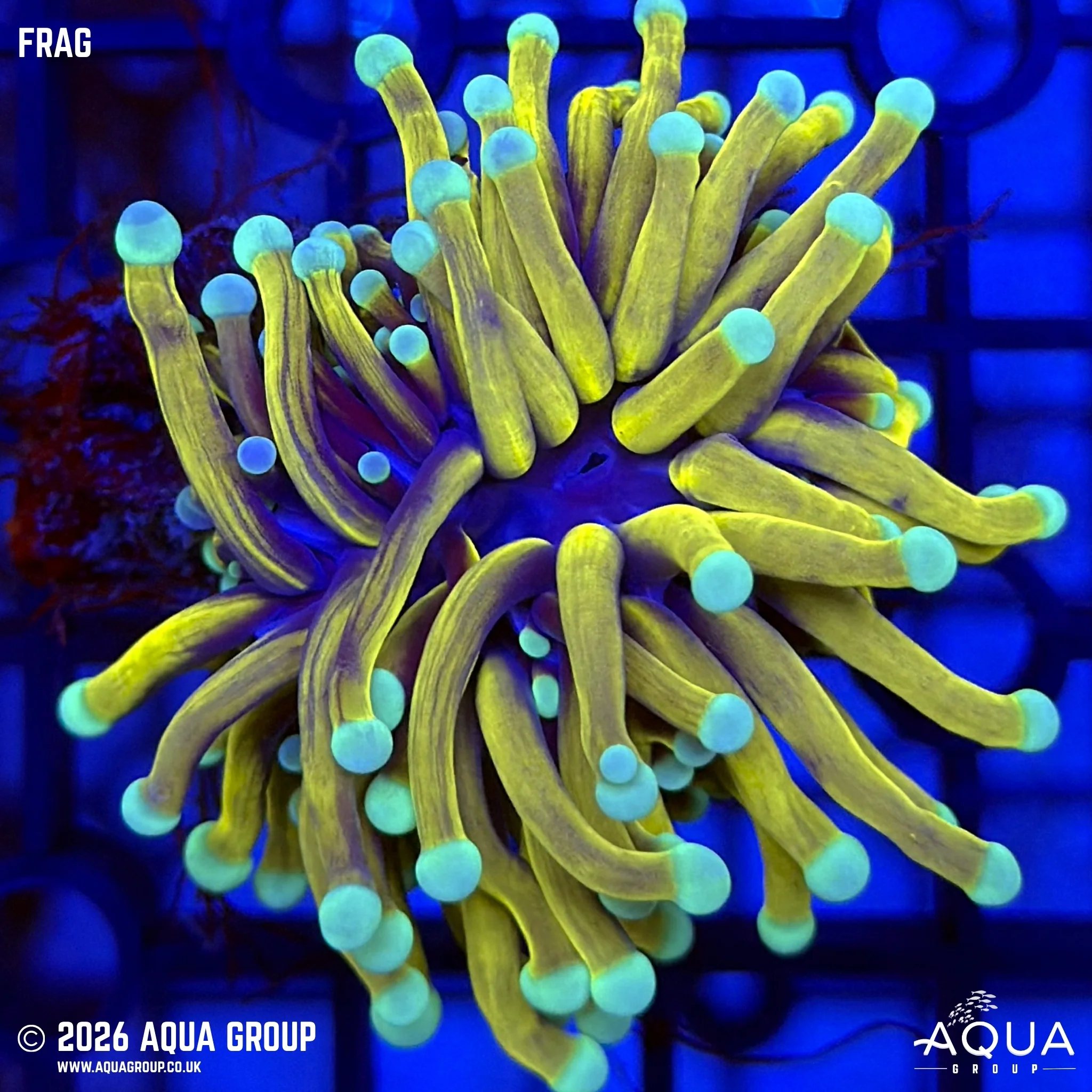 Mint Tip Torch Coral - Euphyllia glabrescens