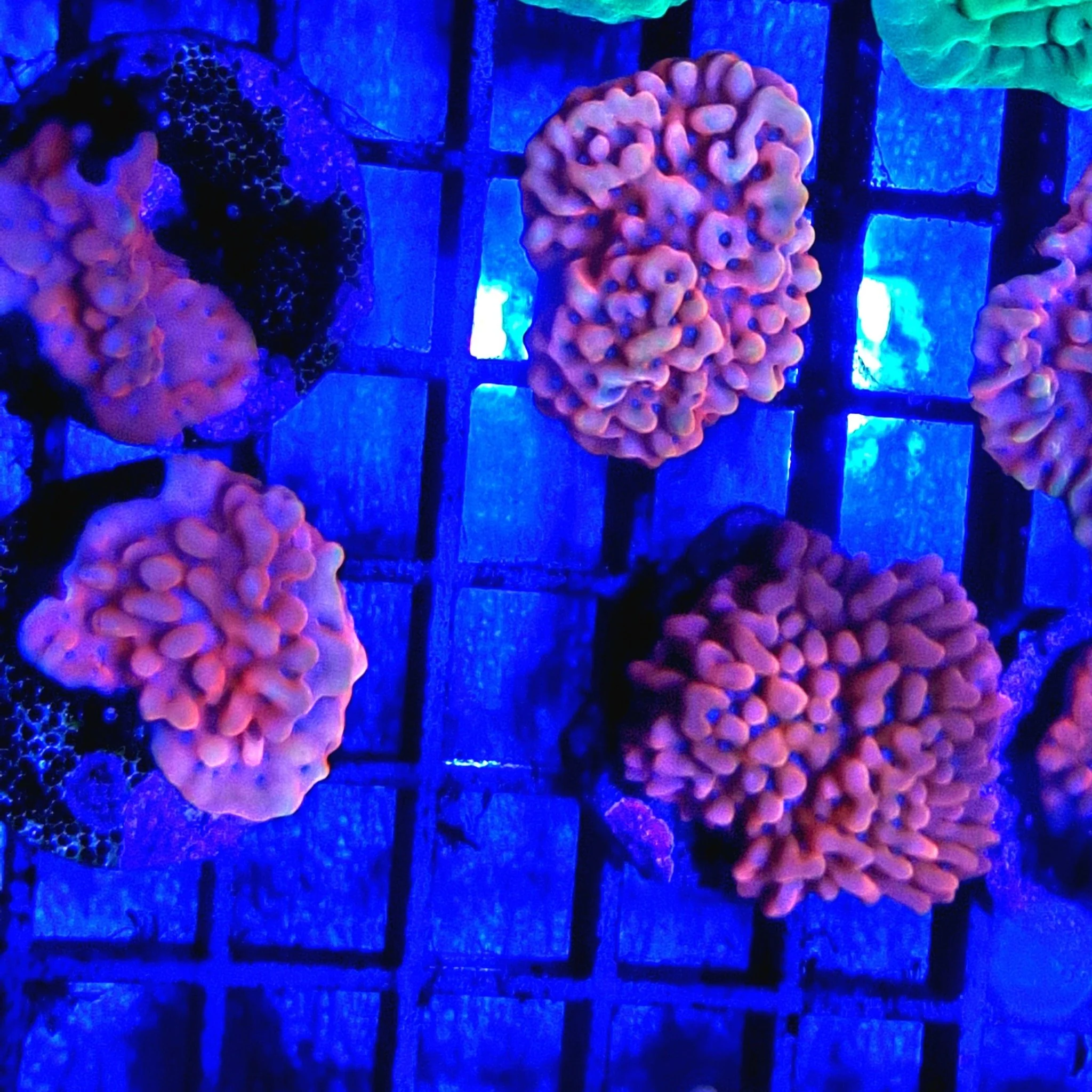Montipora Brain Freeze (SPS)