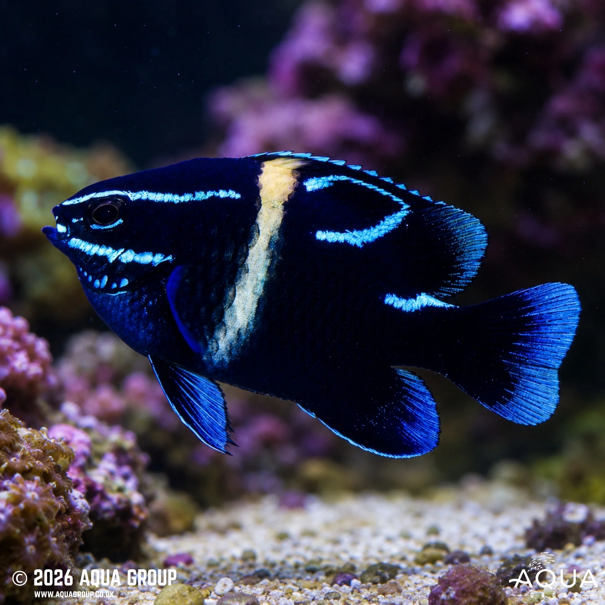 Neon Velvet Damsel