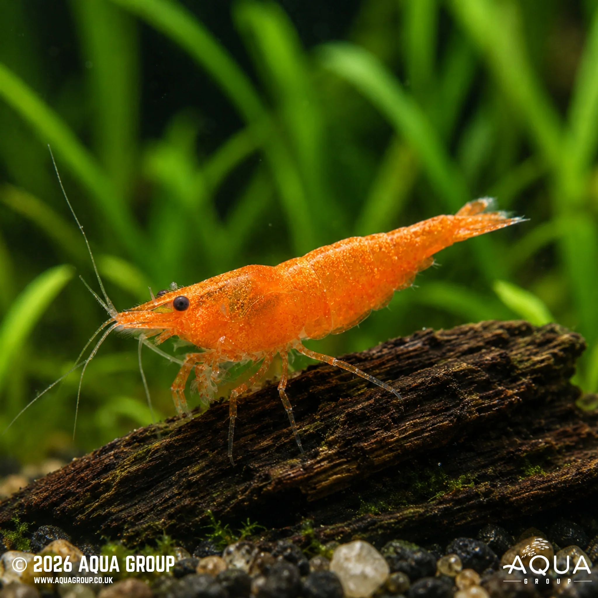 Orange Shrimp - Neocaridina spp