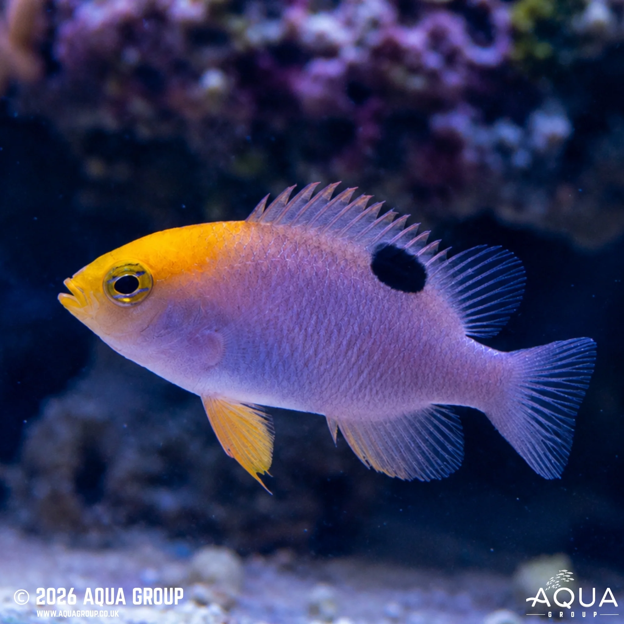 Talboti Damsel
