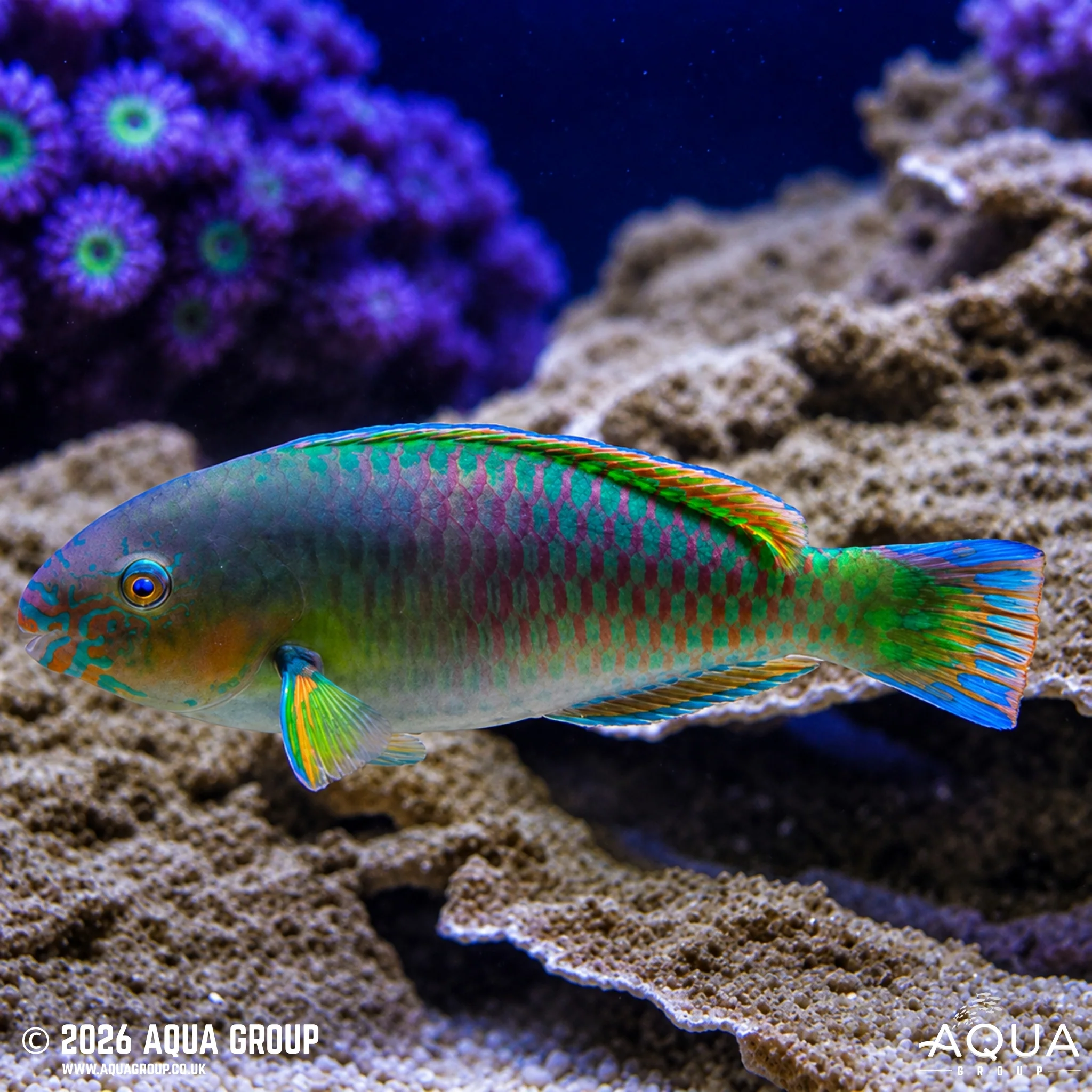 Parrotfish - Quoyi Pair