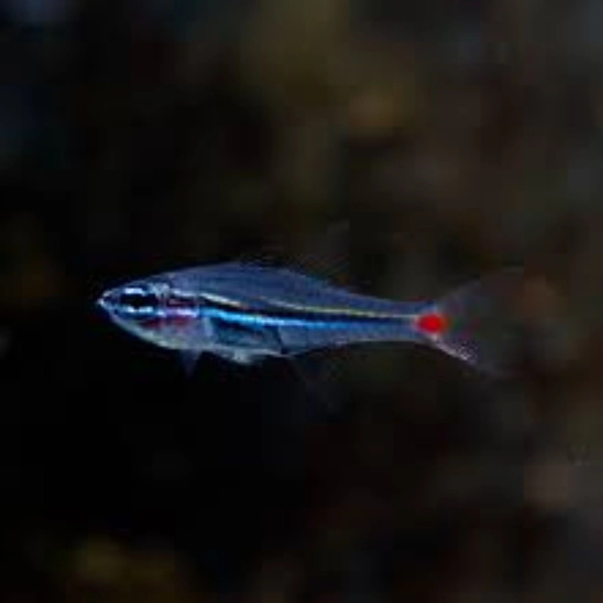 Parvulus Cardinal