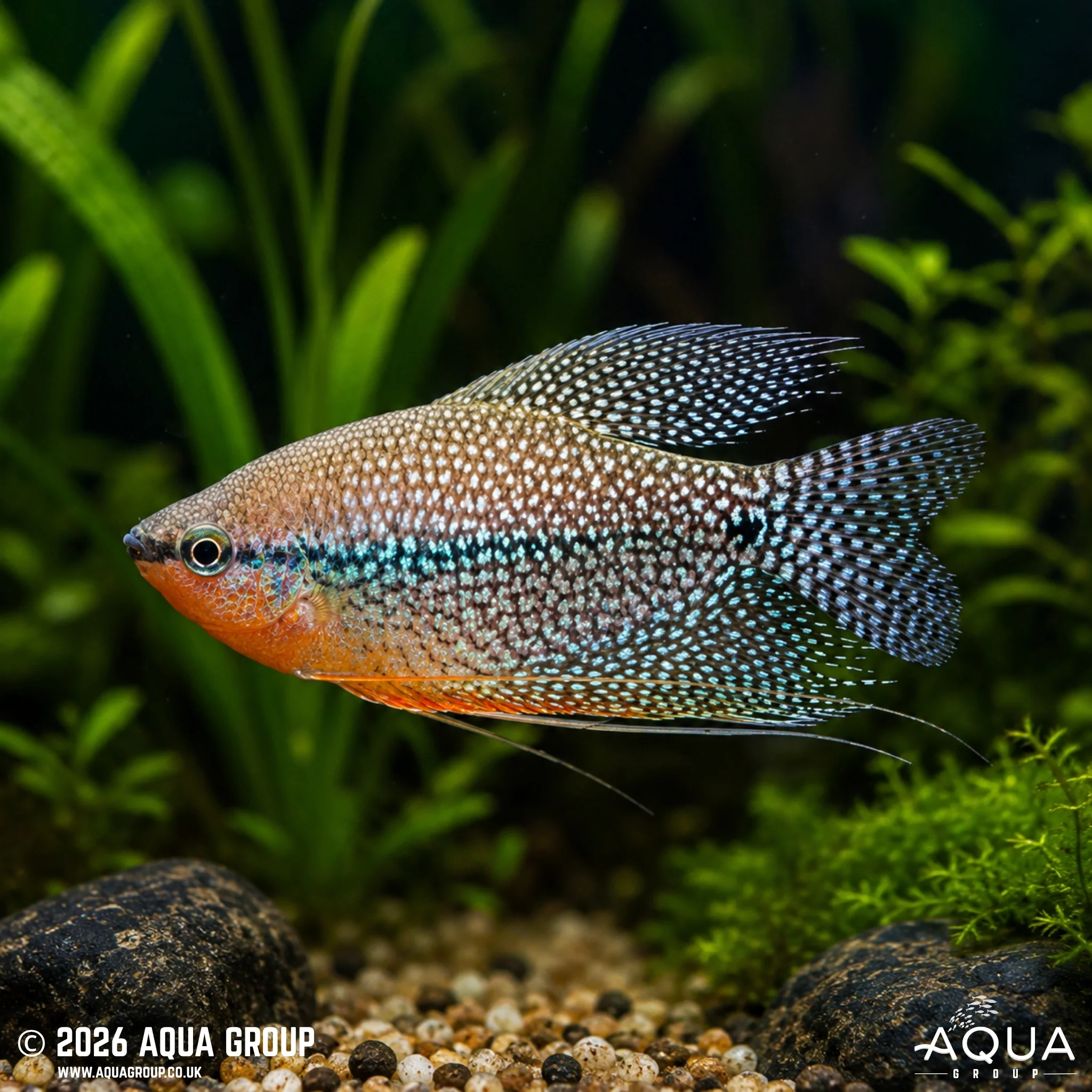 Pearl Gourami - Trichogaster leerie