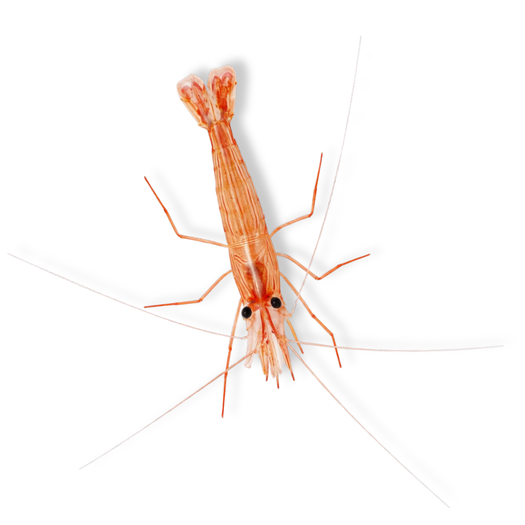 Peppermint Shrimp - Lysmata wurdemanni