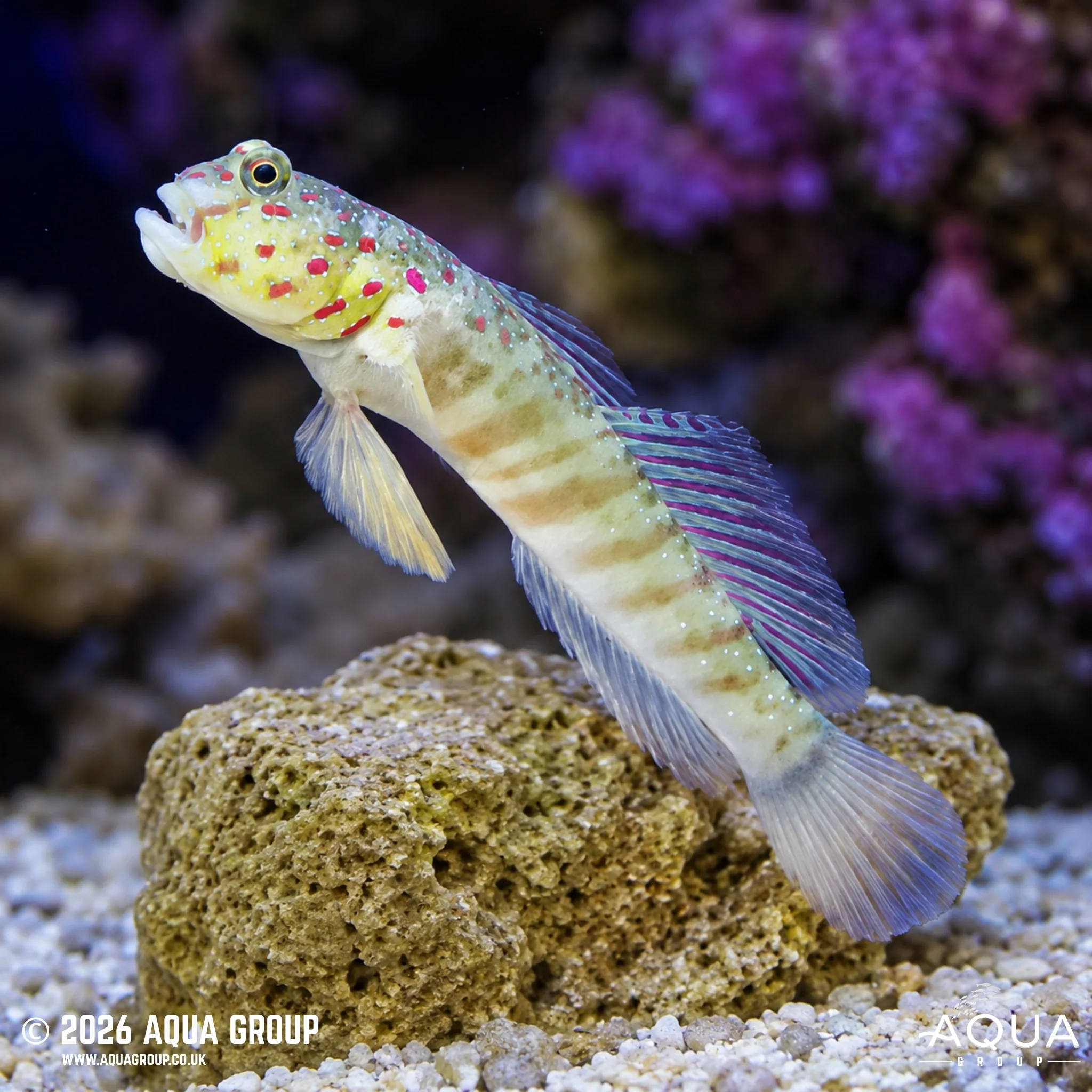 Pink Spot Goby