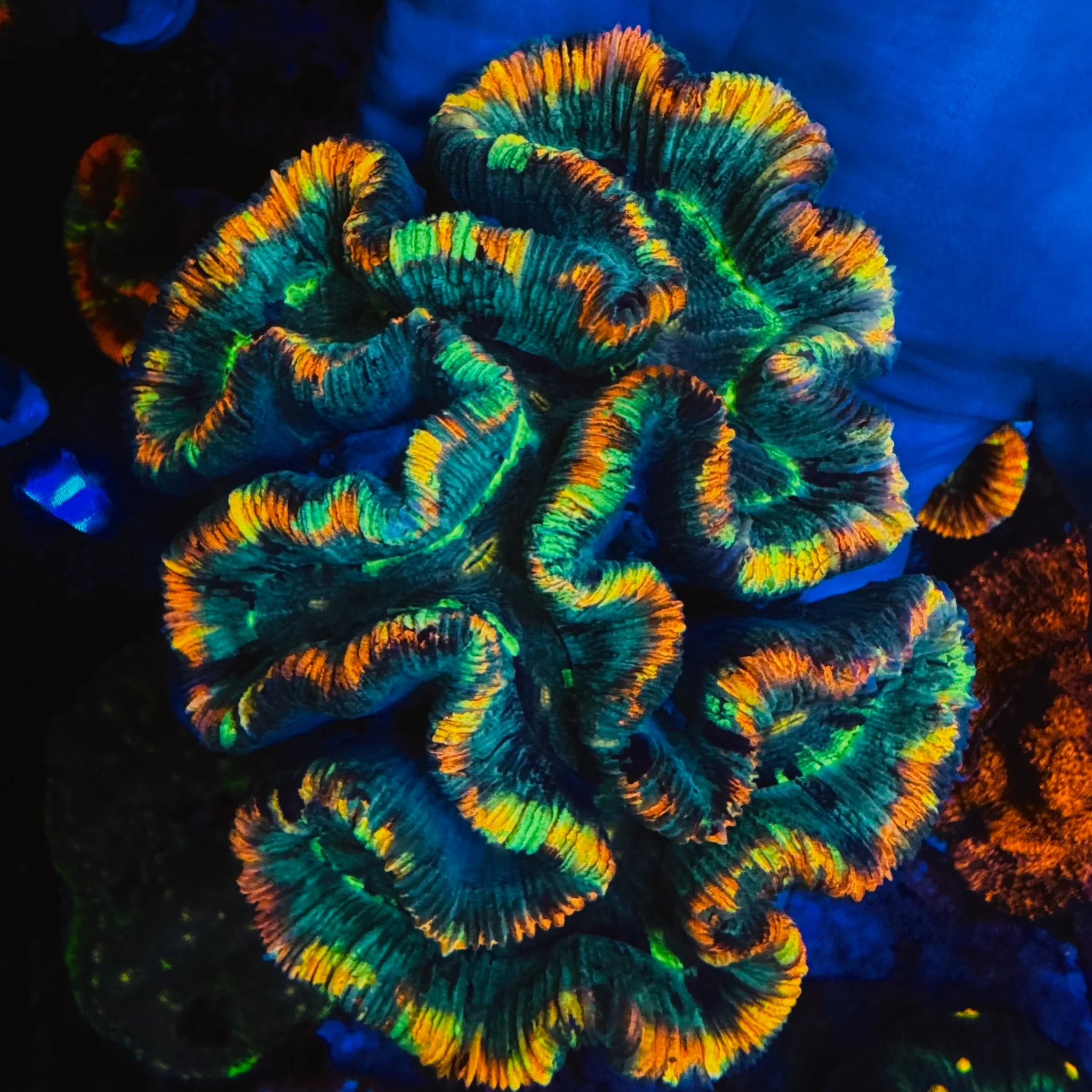 Pink Streak Rainbow Trachyphyllia - #7