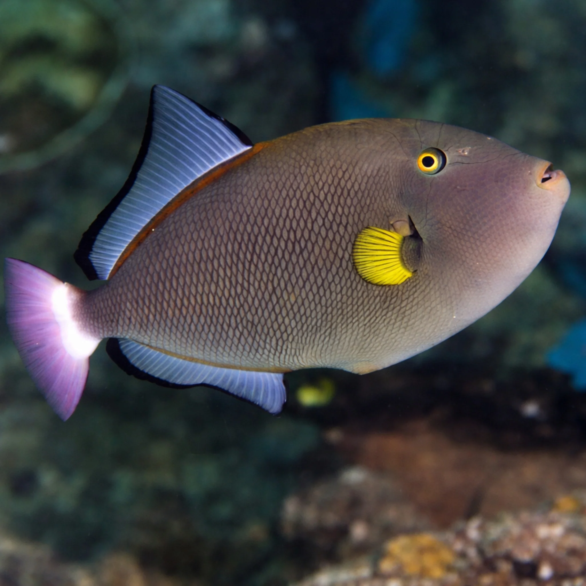 Pinktail Trigger