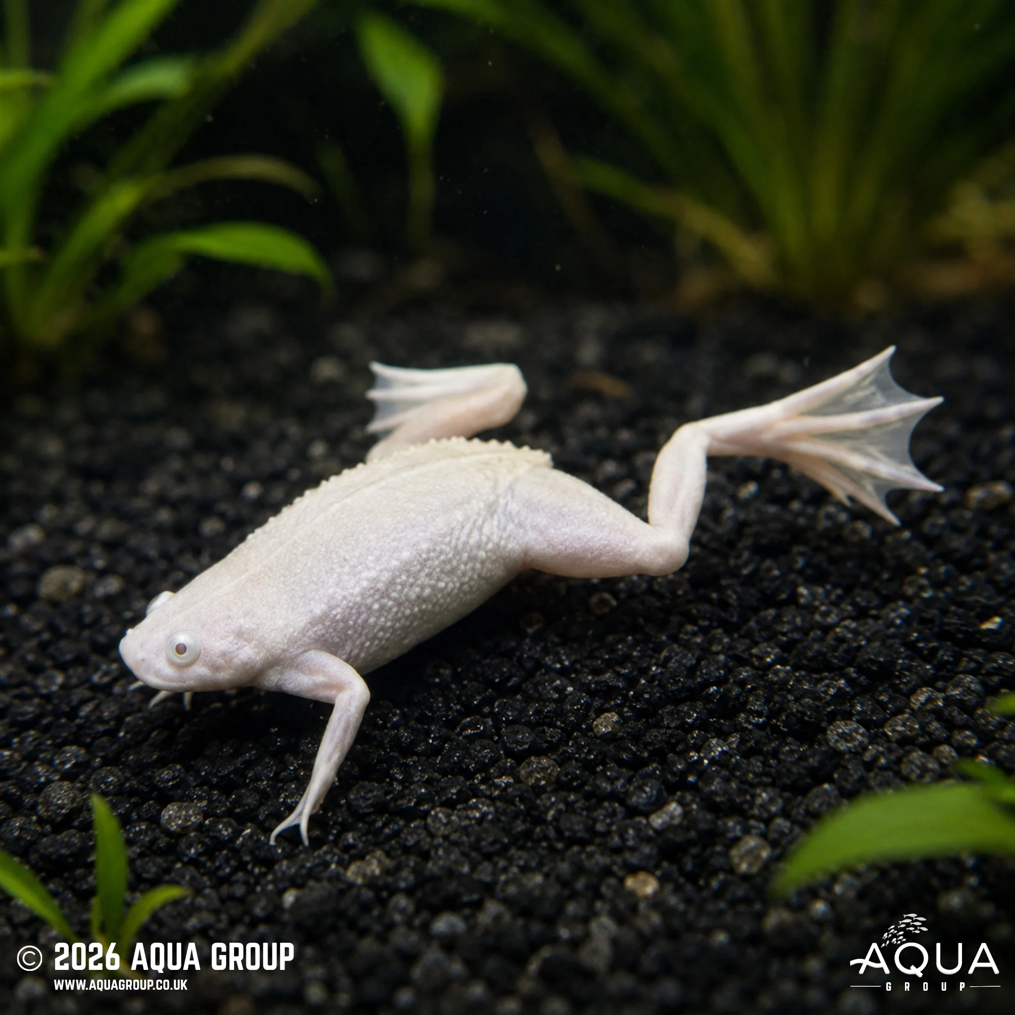 Platinum African Dwarf Frog - Hymenochirus boettgeri