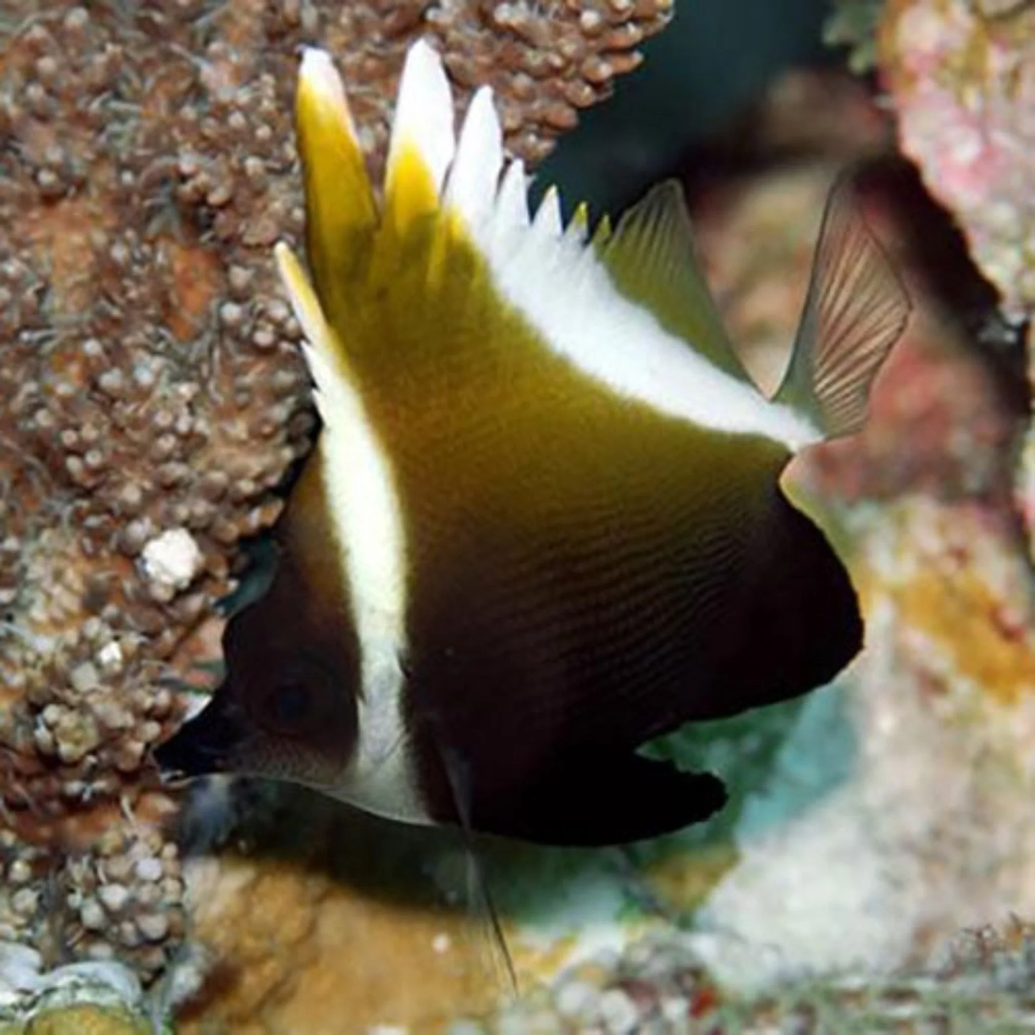Pleurotaenia Whimplefish