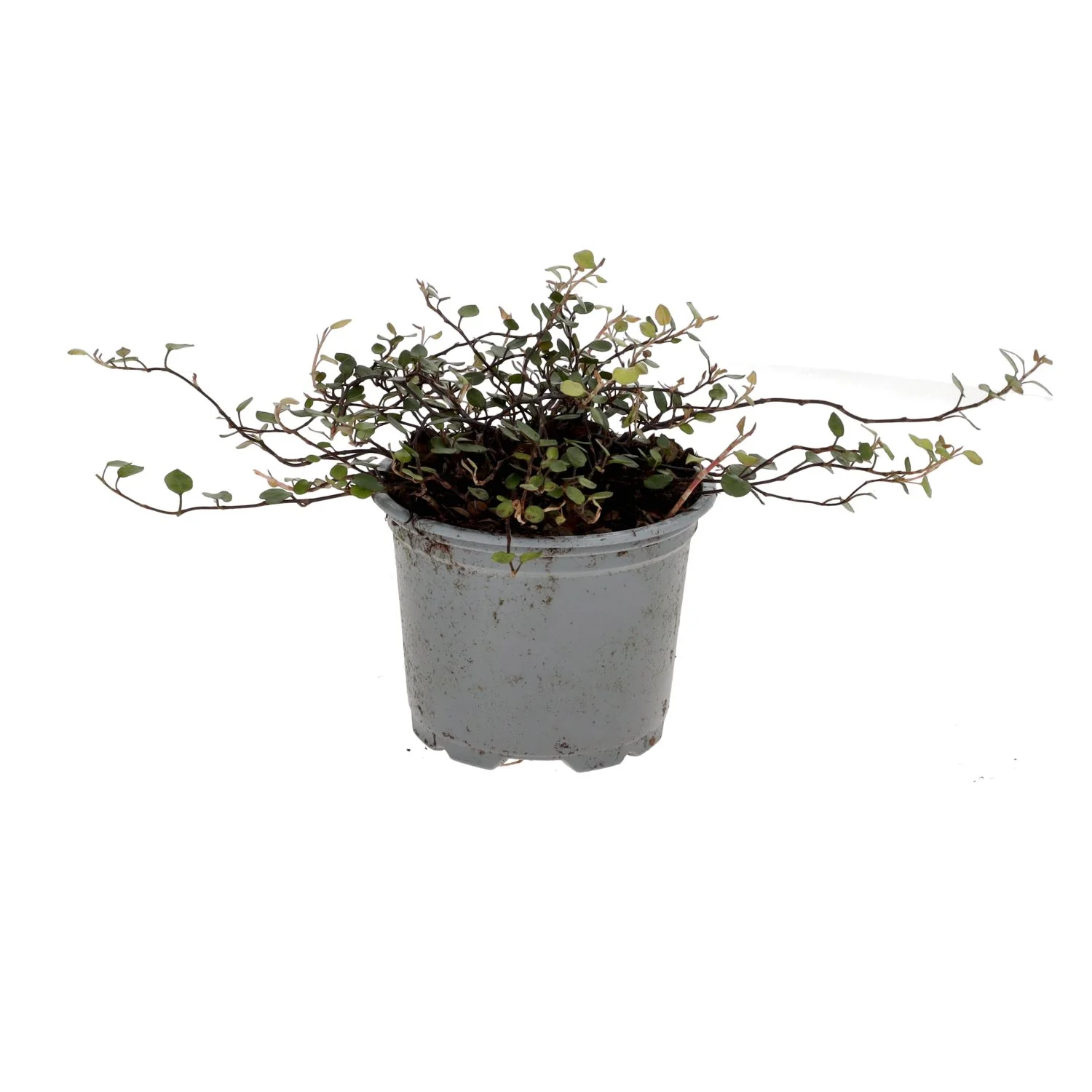 PR Live plant. Muehlenbeckia complexa Medium