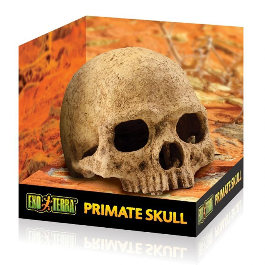 Exo-Terra Primate Skull