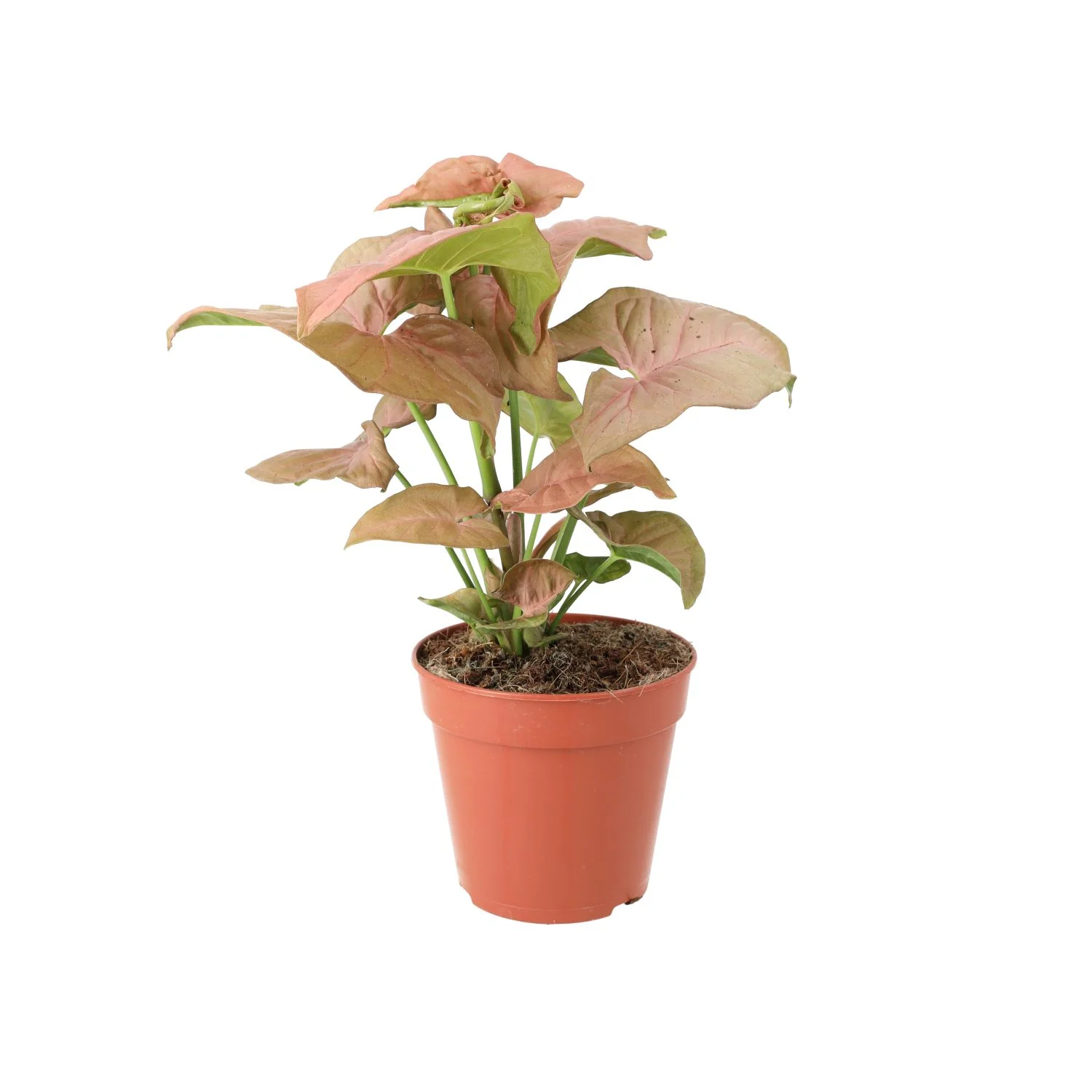 ProRep Live plant. Arrowhead Vine ‘Pink’ (Large)
