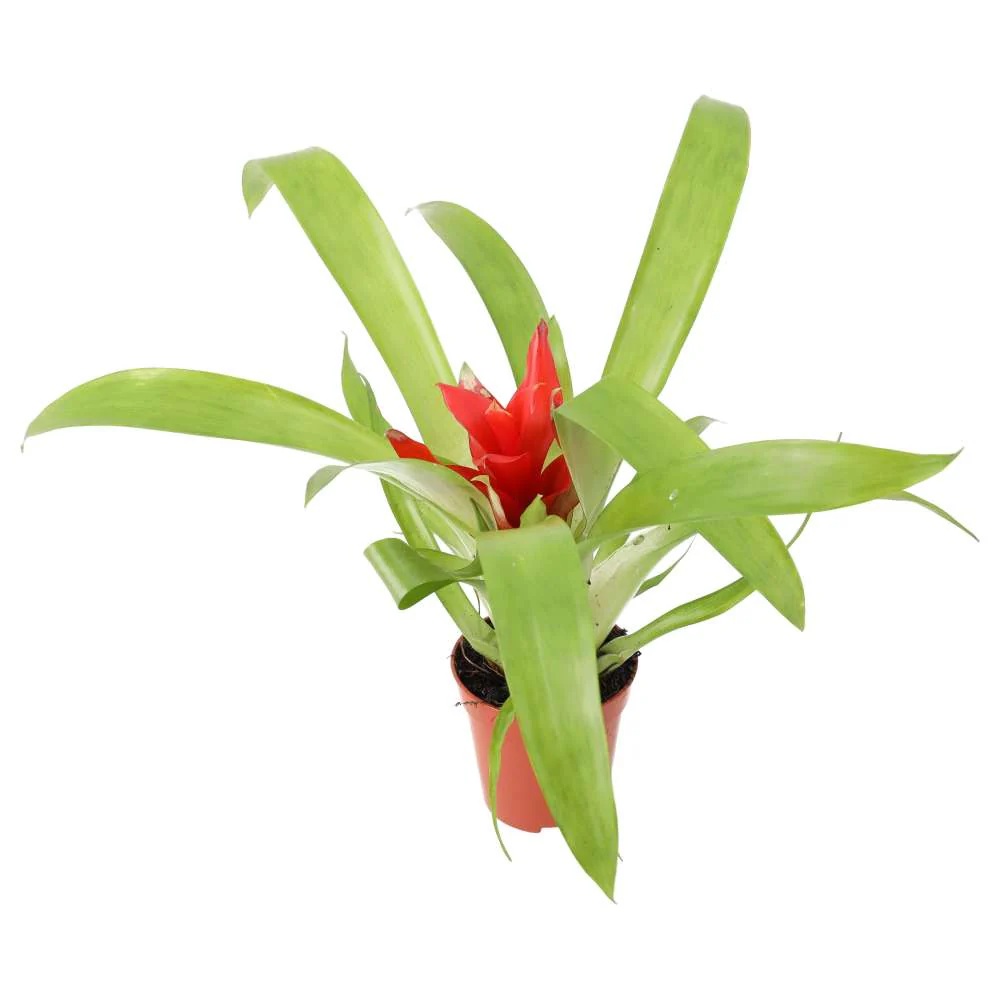 ProRep Live plant. Bromeliad 'mixed colours'