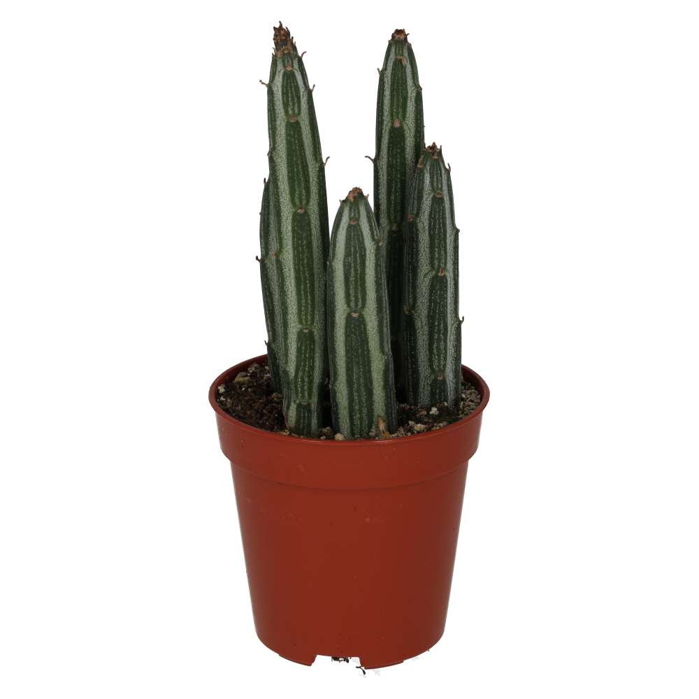 ProRep Live plant. Candle Succulent (Small)