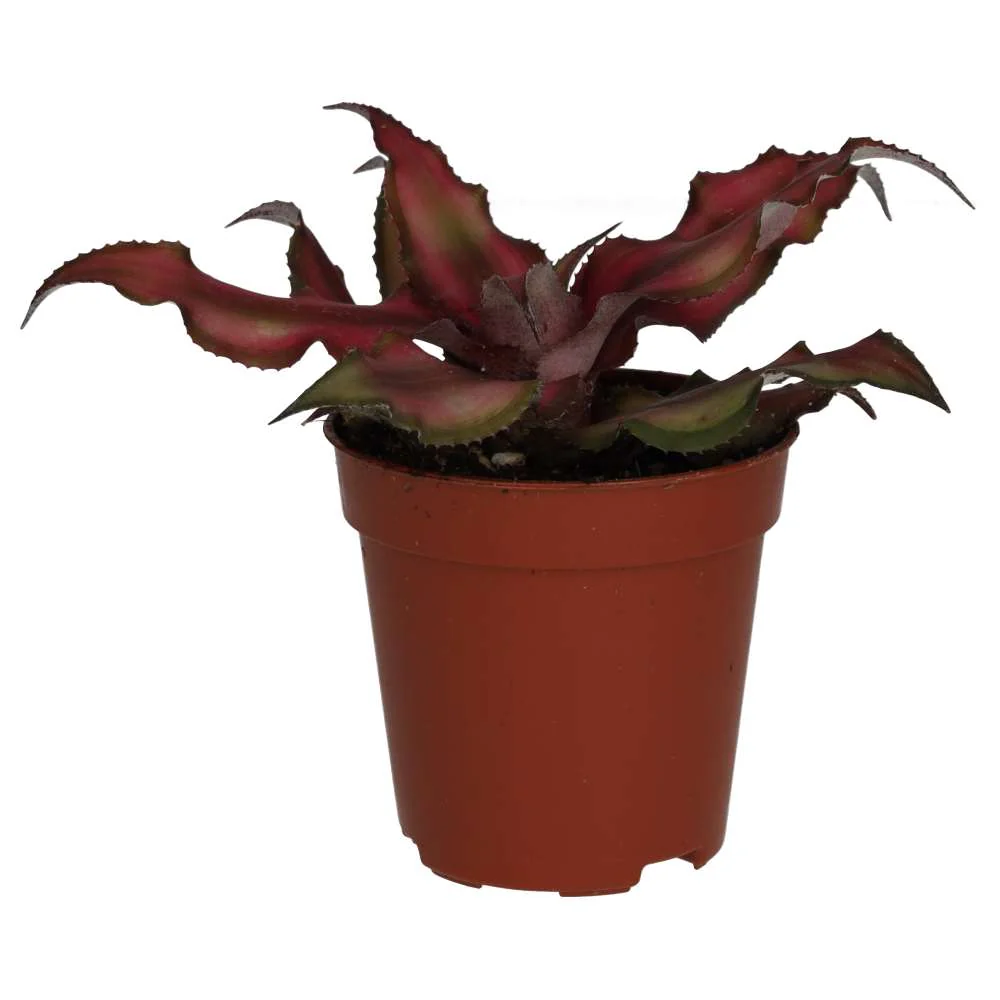 ProRep Live plant. Cryptanthus (Small)