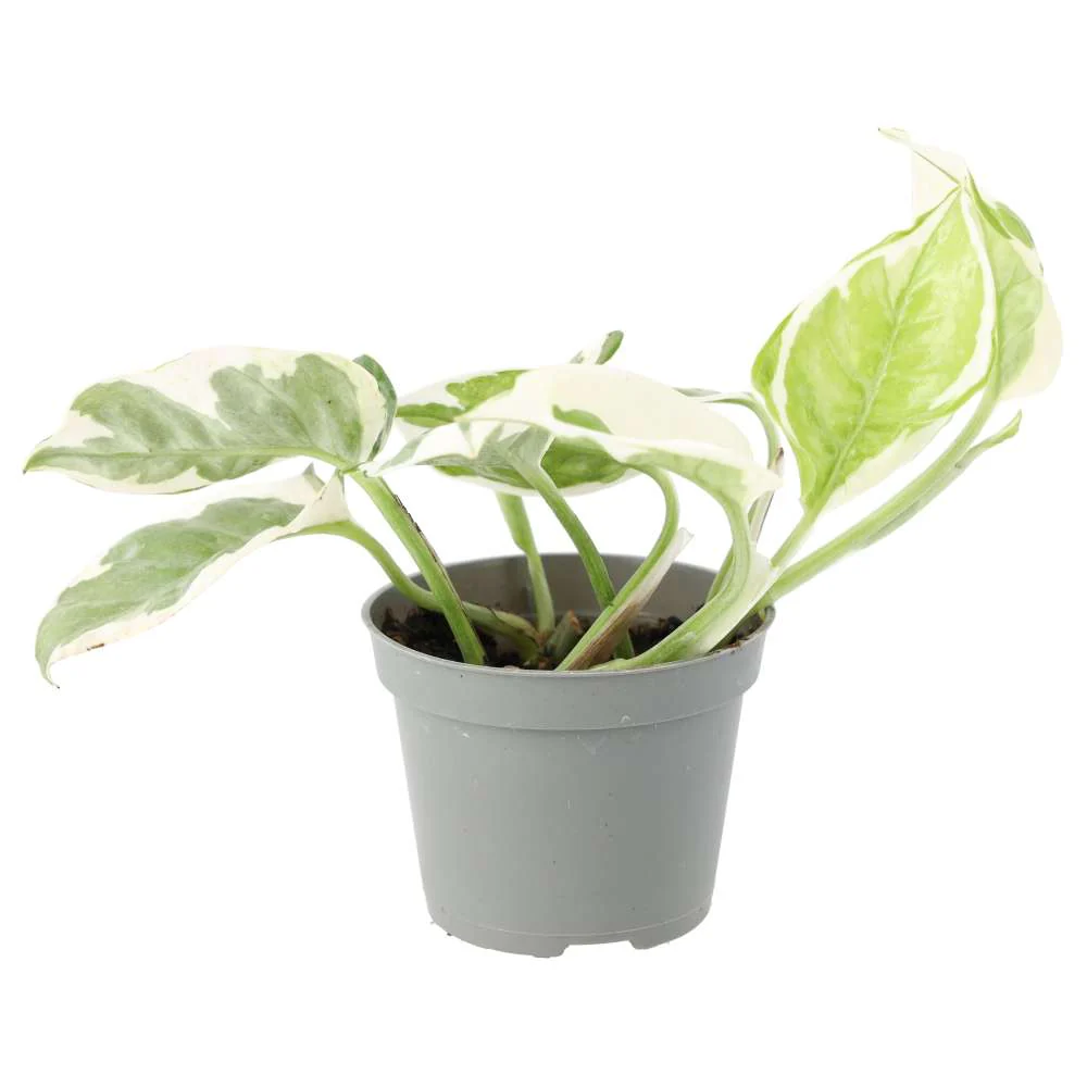 ProRep Live Plant Devil's Ivy Variegated Small