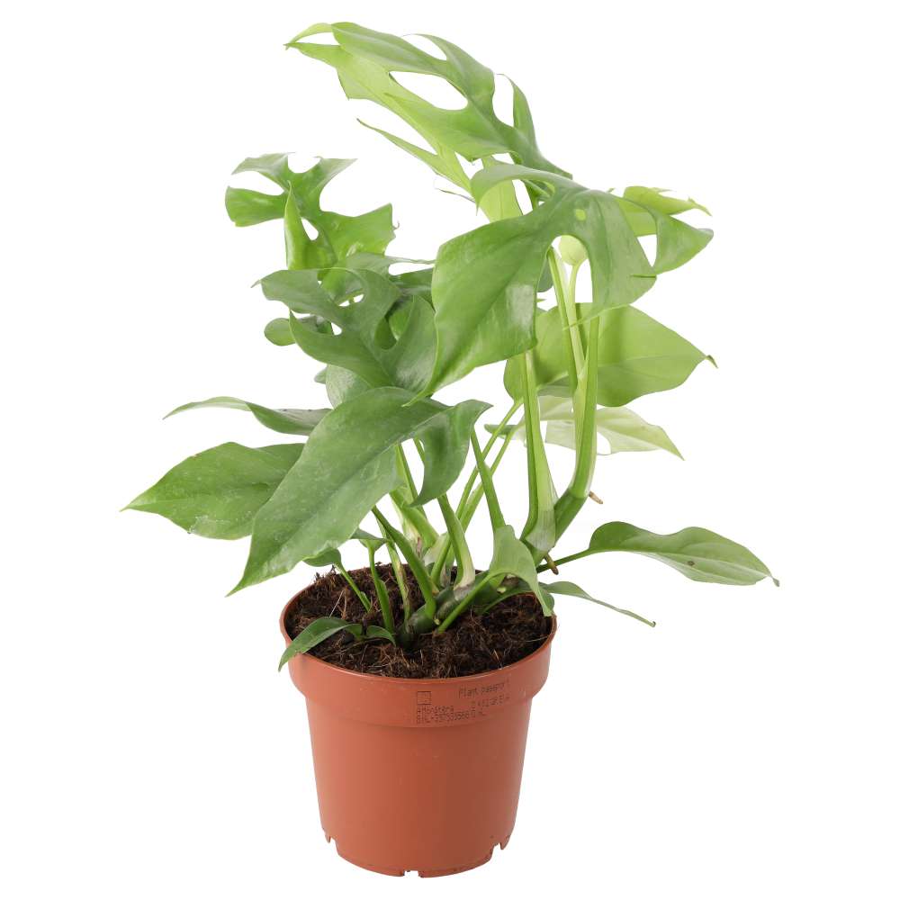 ProRep Live Plant Mini Monstera Large
