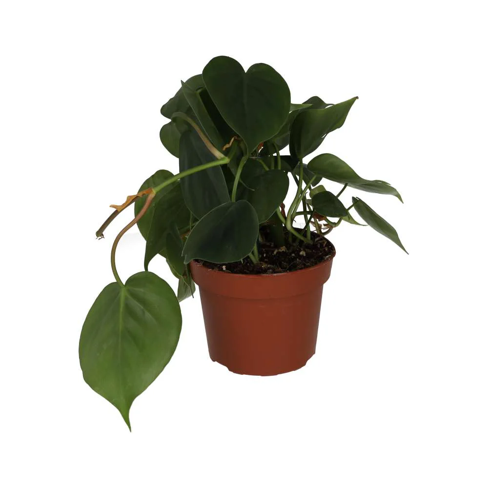 ProRep Live Plant Philodendron Scandens Large