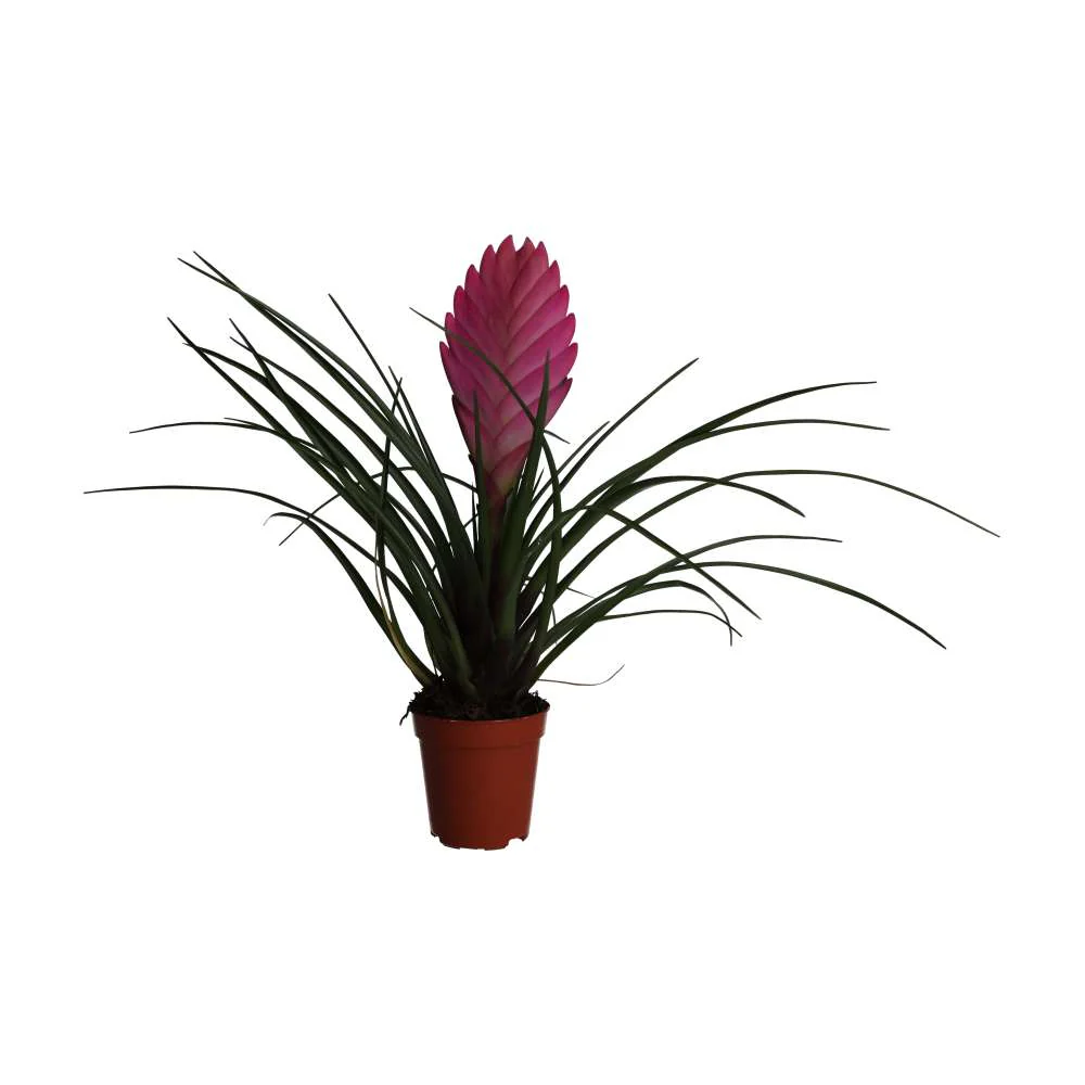 ProRep Live plant. Pink Quill Bromeliad (Small)
