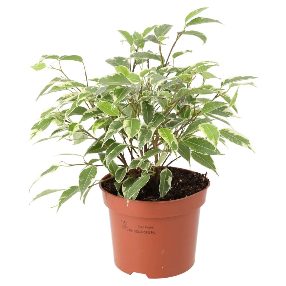 ProRep Live Plant Weeping Fig Variegated Large