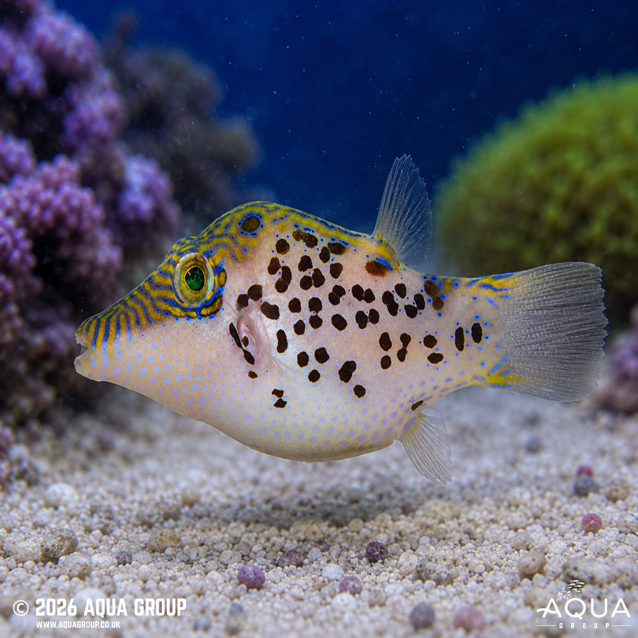Puffer - Leopard