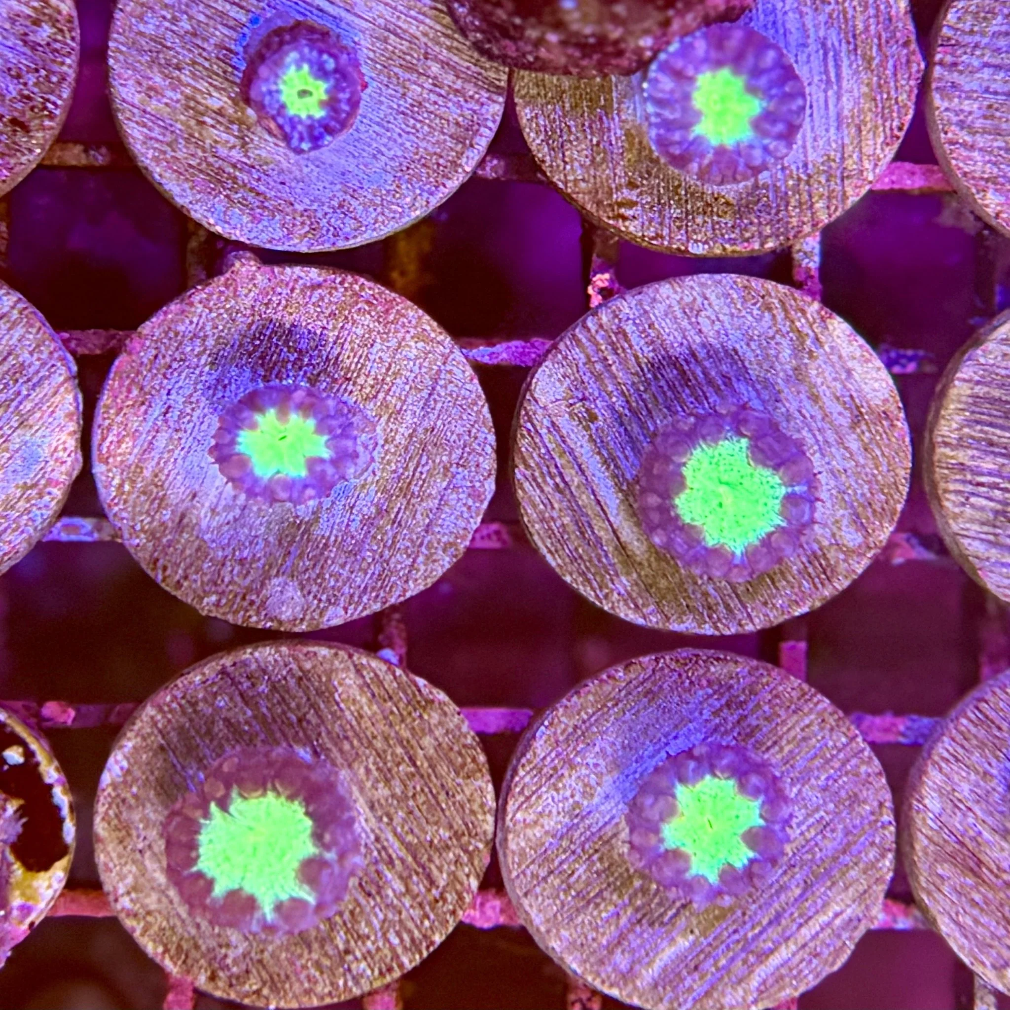 Purple Orange Striped Blastomoussa Merletti