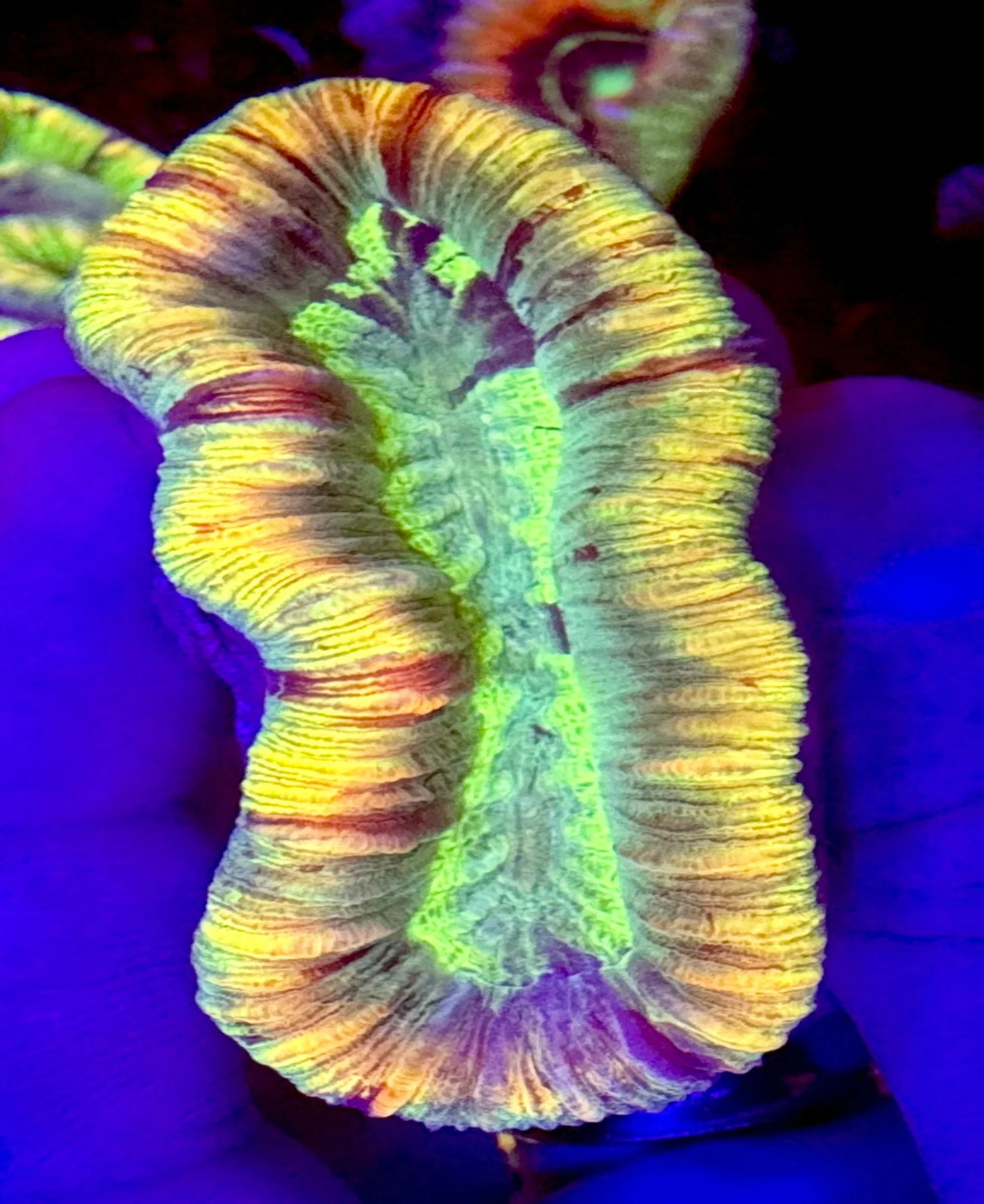 Rainbow Trachyphyllia #1