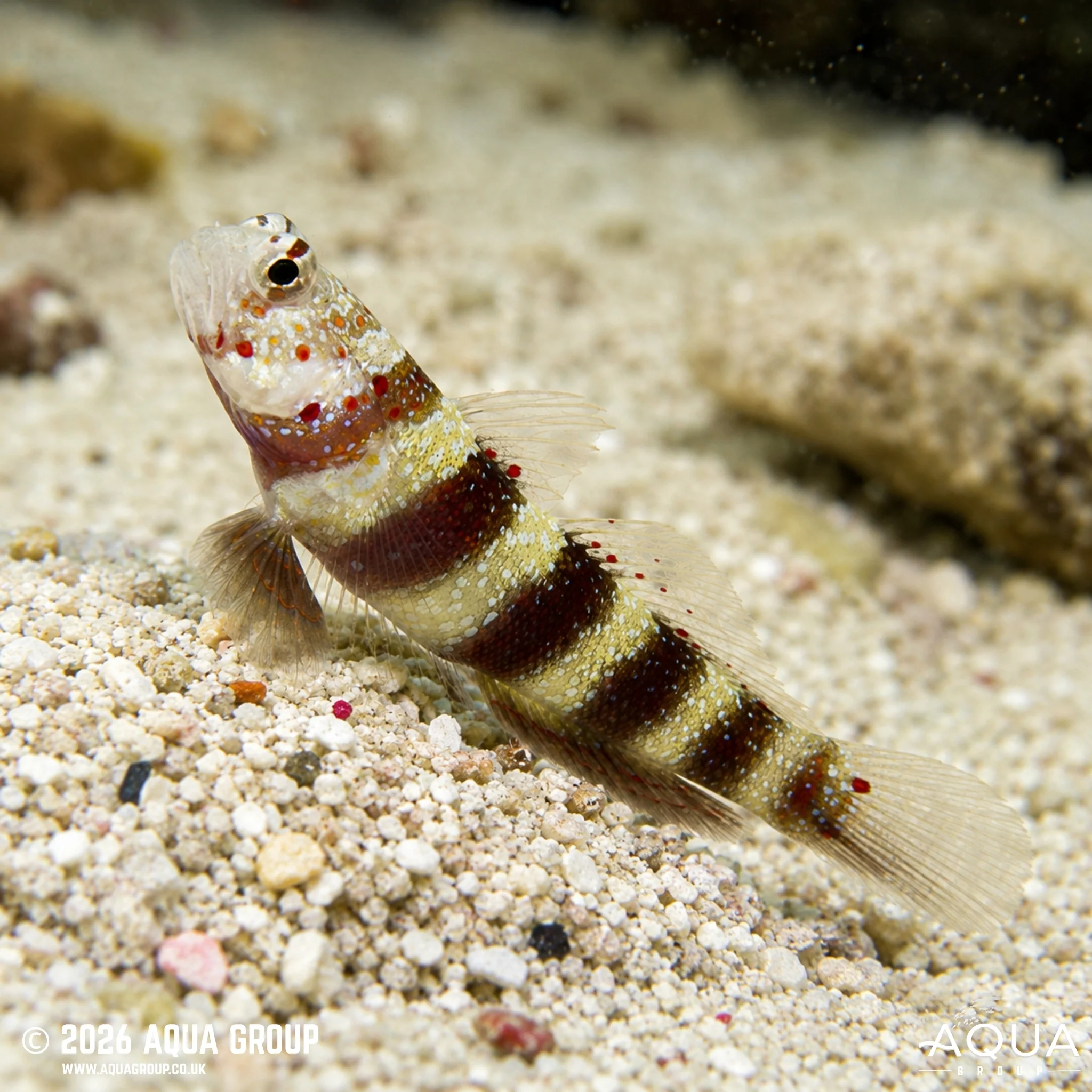 Red Banded Goby