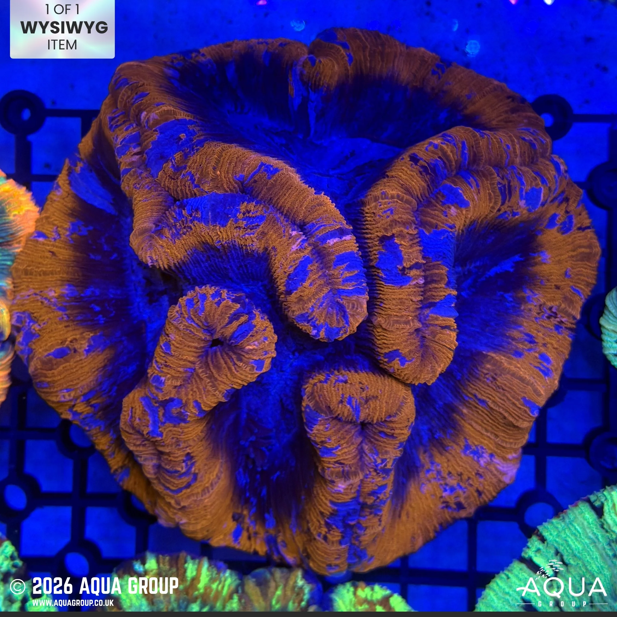 Red & Purple Trachyphyllia #2 - WYSIWYG