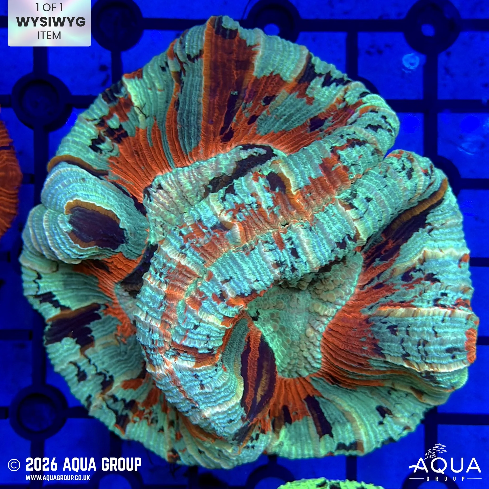 Red Splatter Trachyphyllia #1 - WYSIWYG