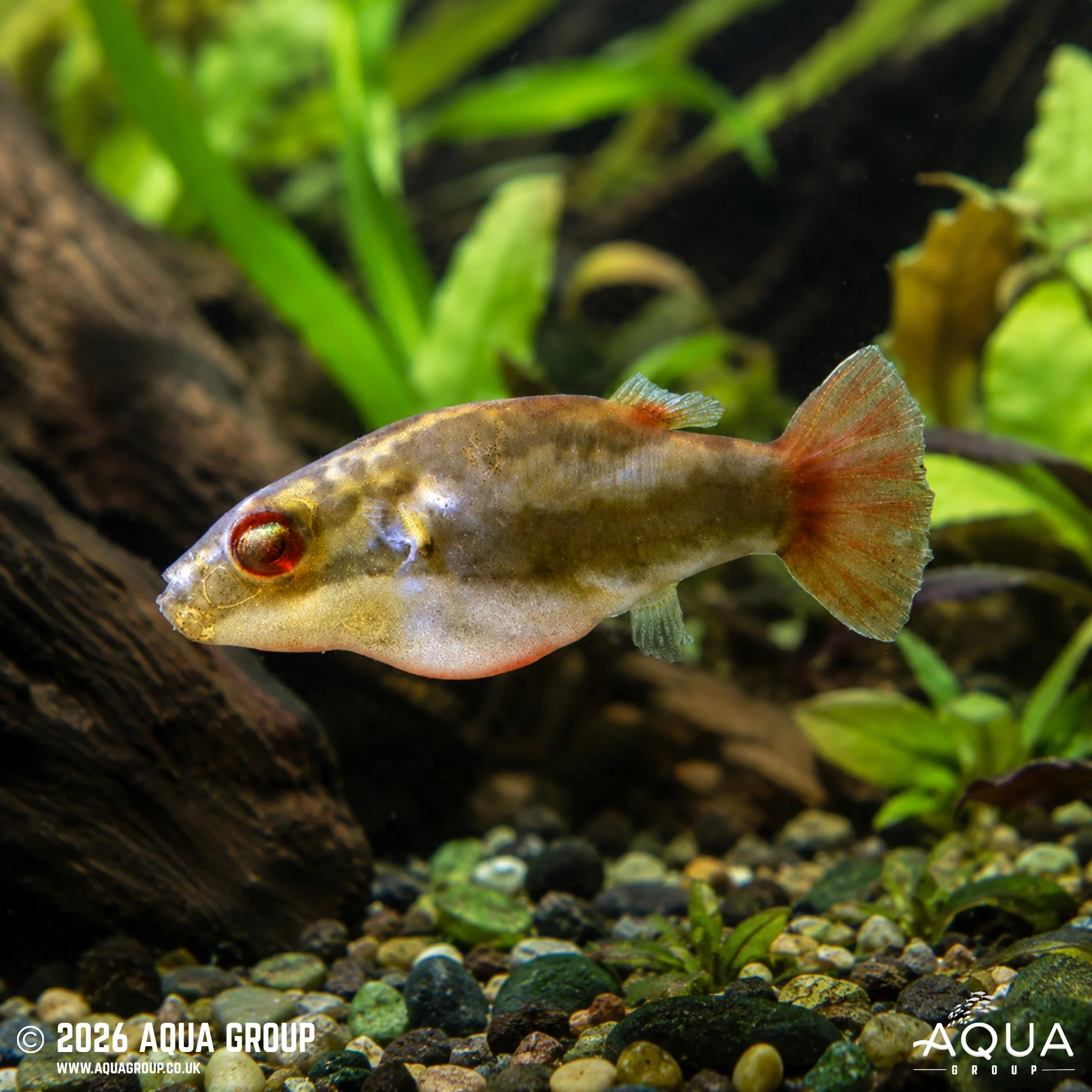 Red-tailed Red-eye Puffer – Carinotetraodon irrubesco