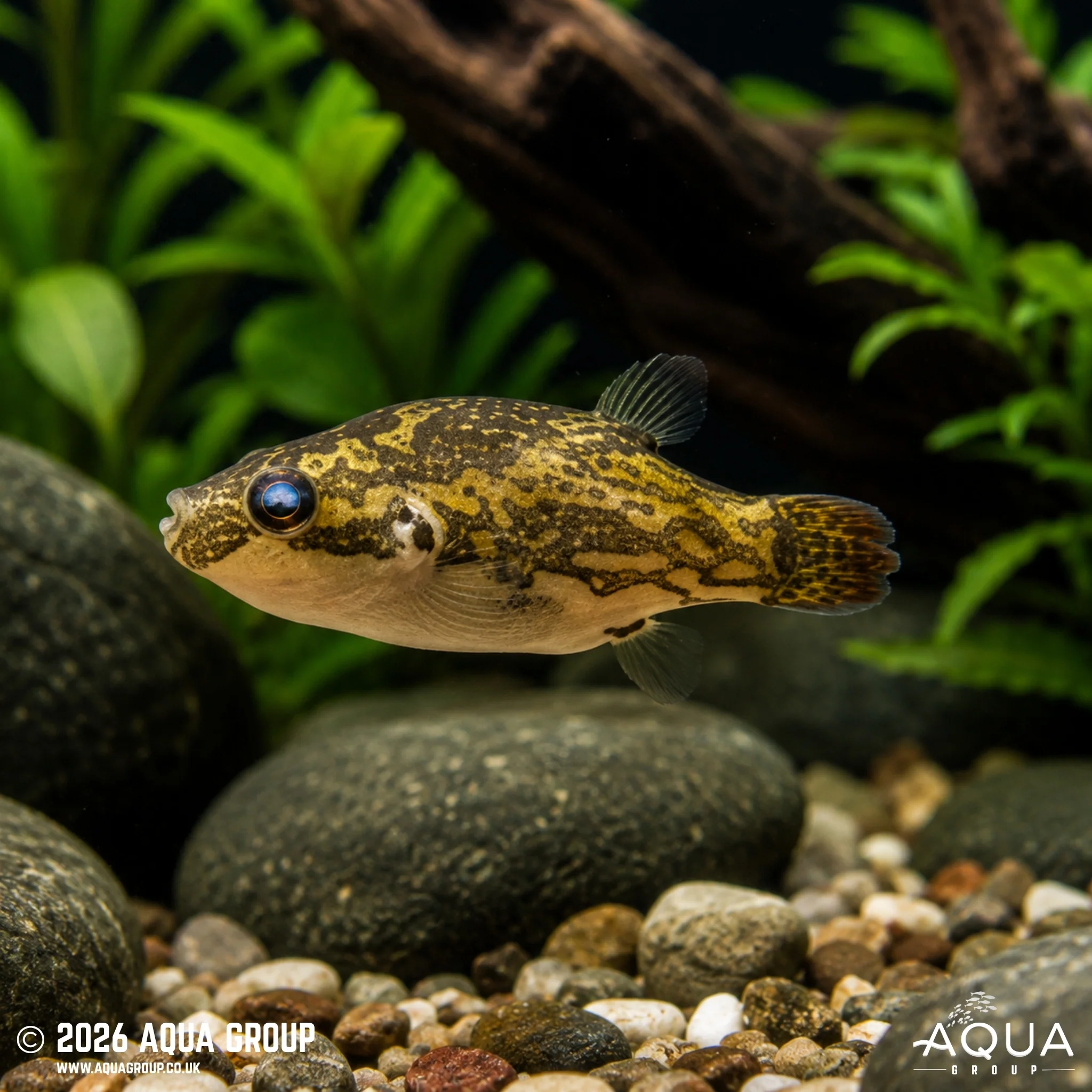 Red-tailed Red-eye Puffer – Carinotetraodon irrubesco - Image 2