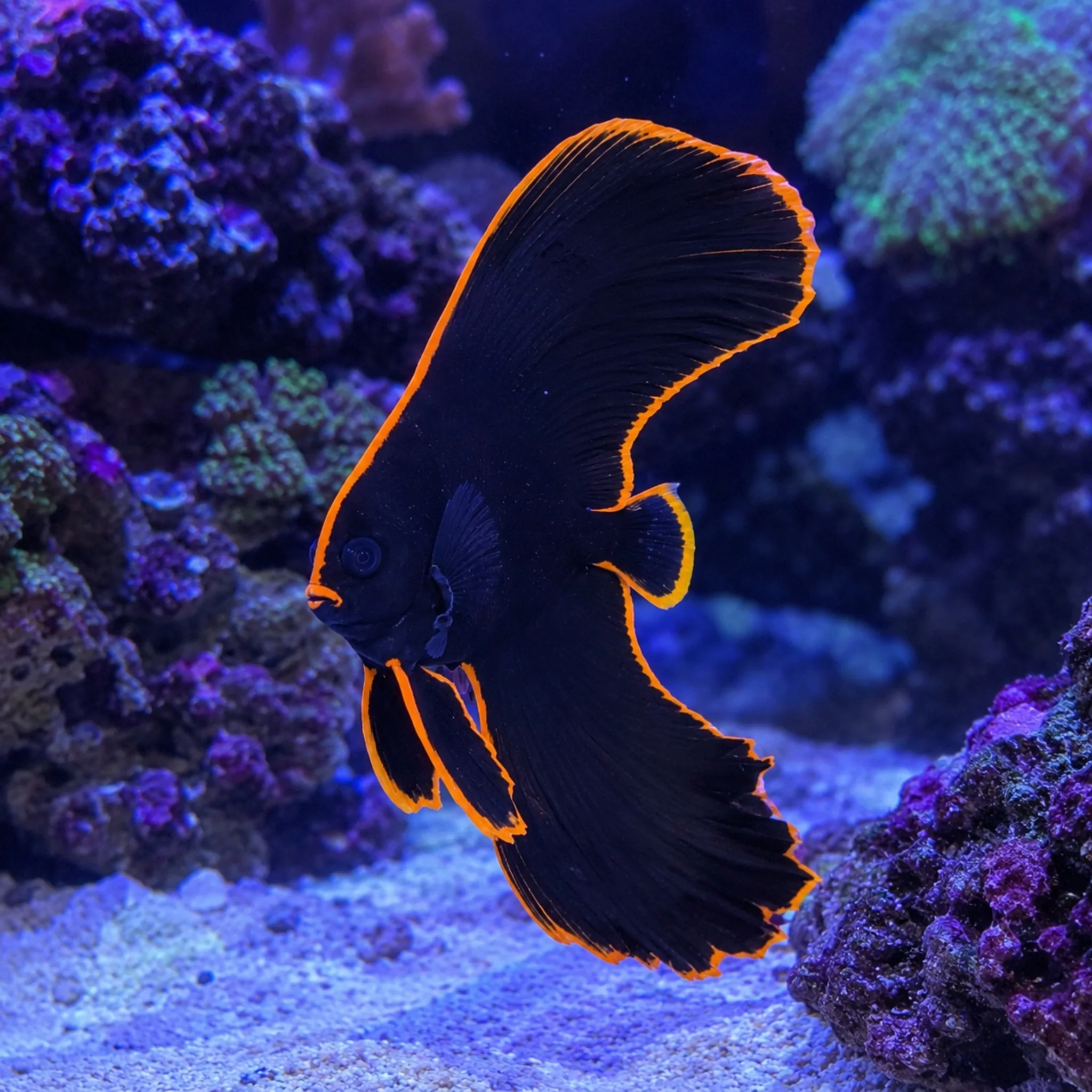 Redface Batfish - Tank Bred