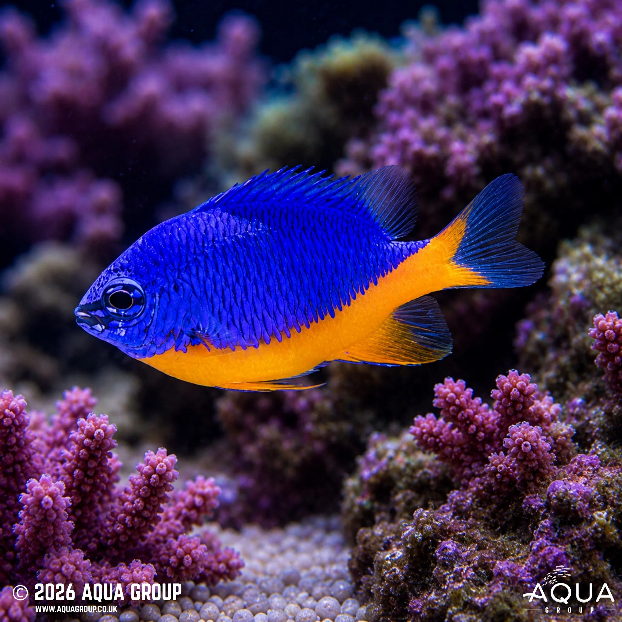 Regal Damsel