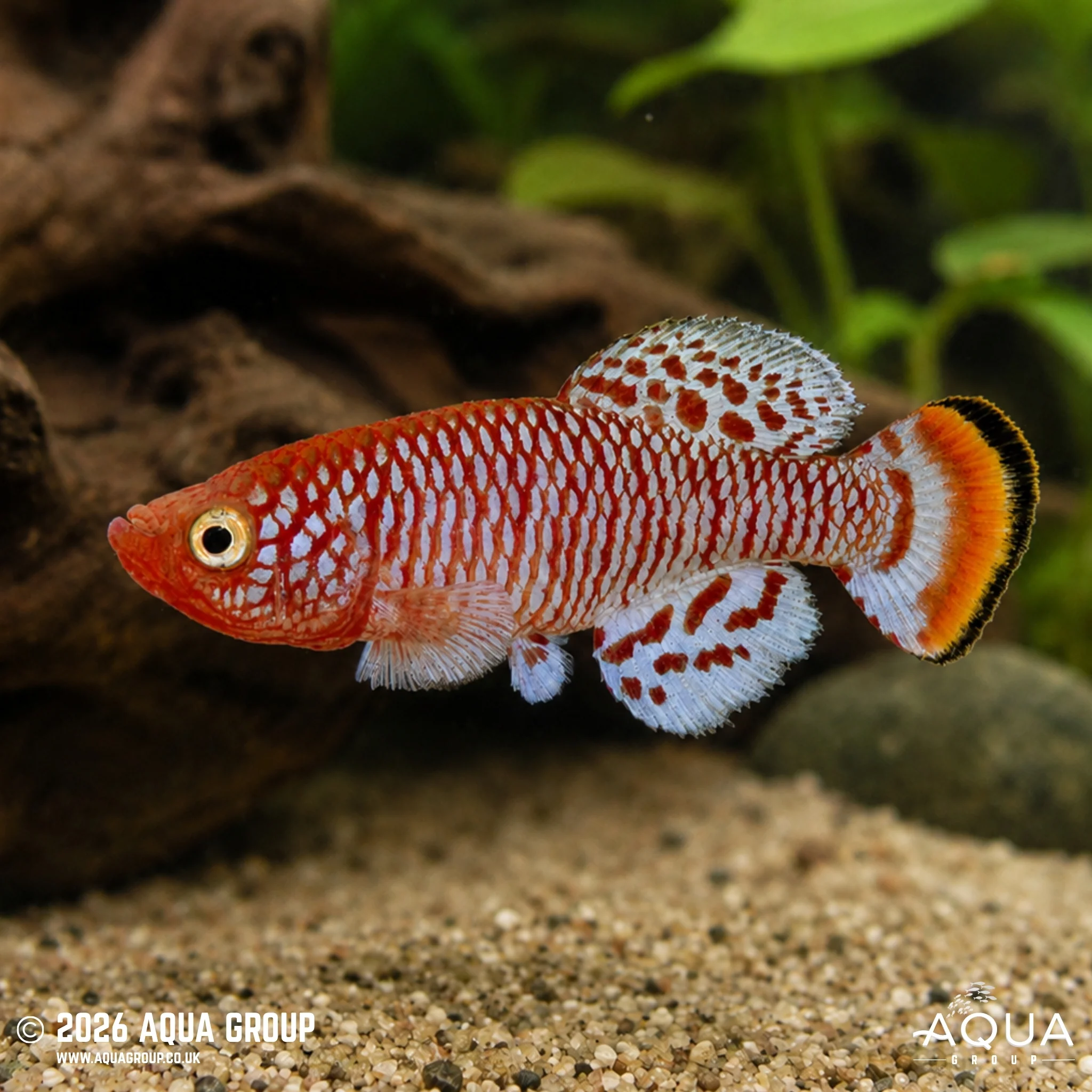 Rochow's Notho Killifish - Nothobranchius rachovii