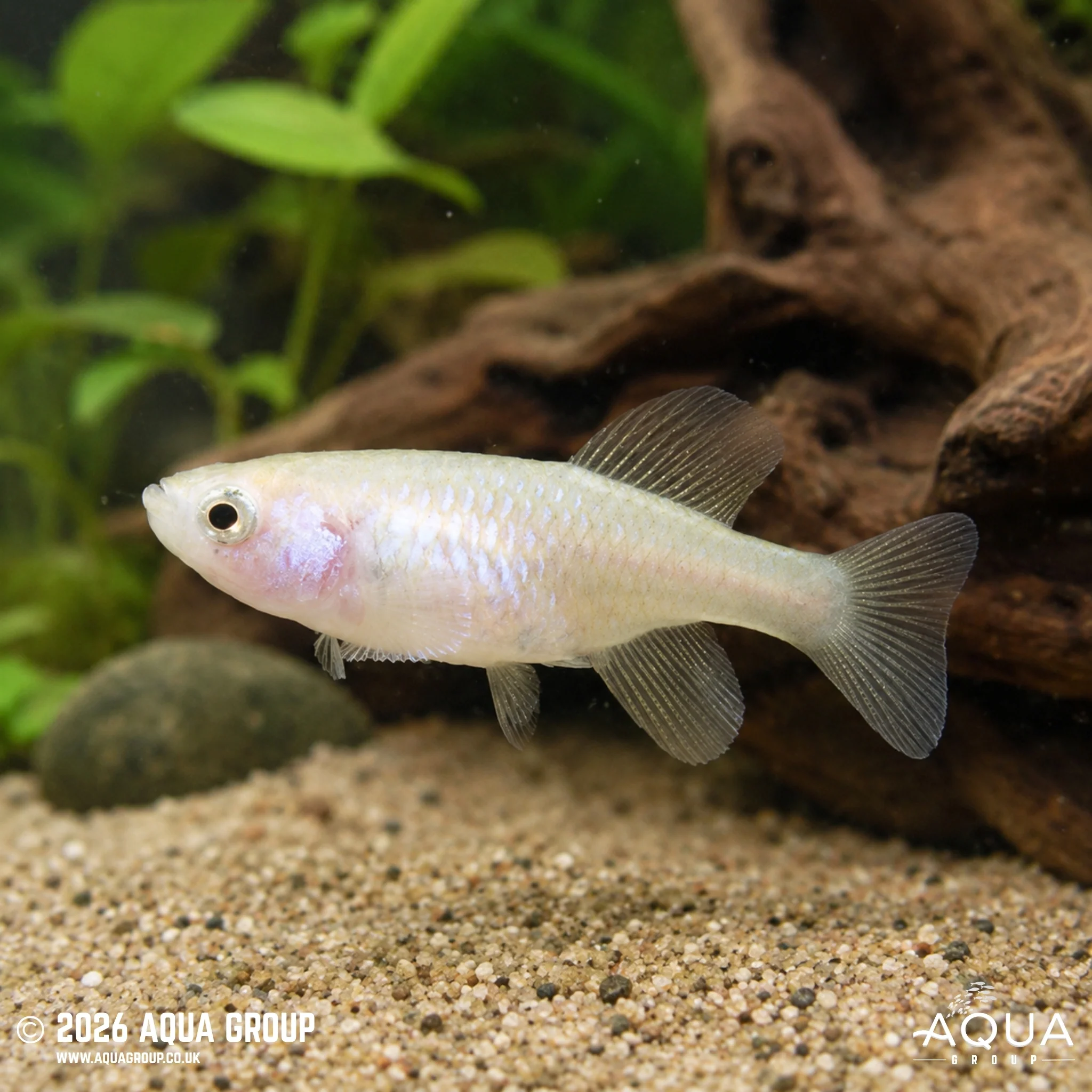 Rochow's Notho Killifish - Nothobranchius rachovii - Image 2