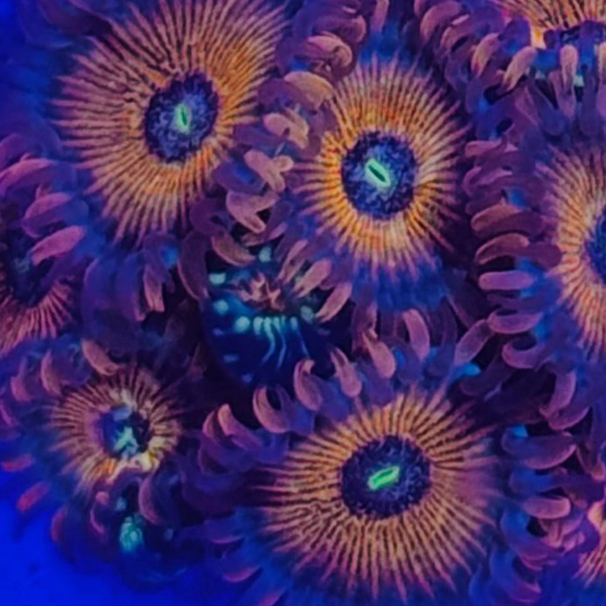 Salted Agave Zoa