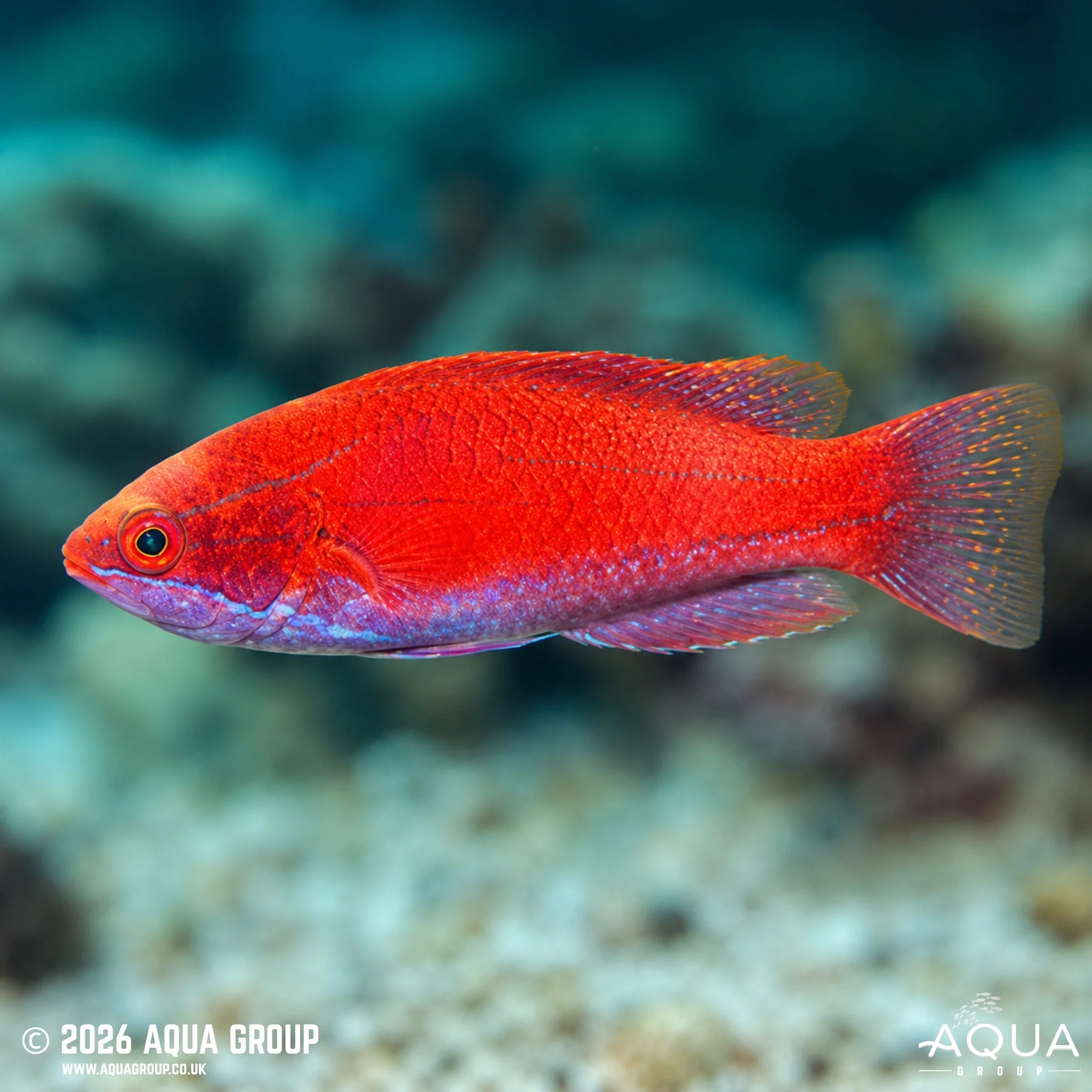 Scarlet-Fin Flasher Wrasse - Paracheilinus lineopunctatus - Image 2