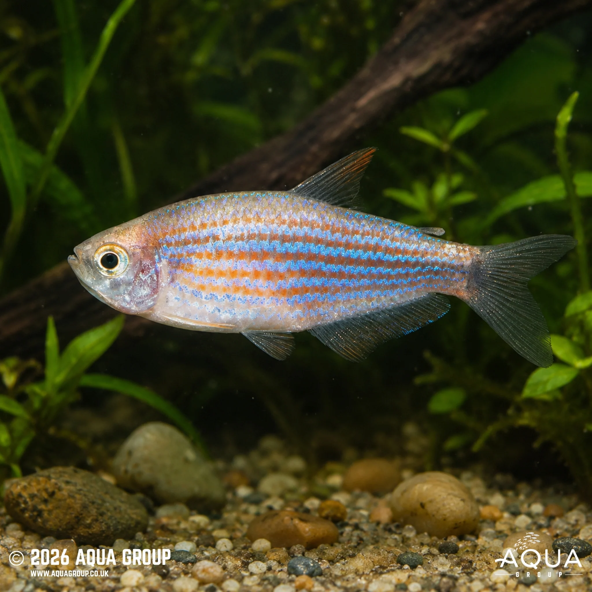 Scratched Inpa Tetra - Inpaichthys parauapiranga - Image 2